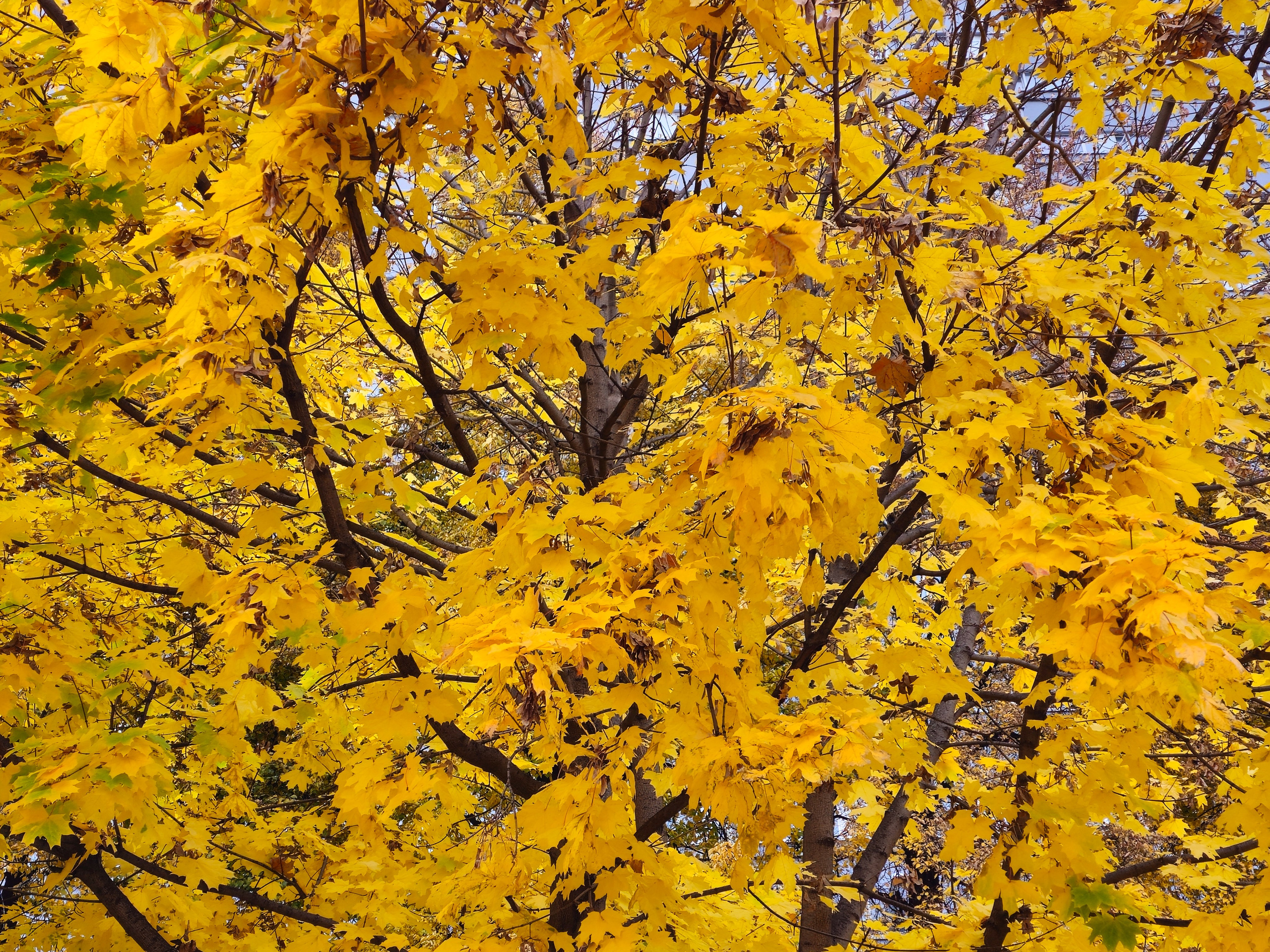 Крупный план густой кроны кленового дерева, полностью покрытой ярко-желтыми листьями. Видны темные ветви, создающие плотный узор.