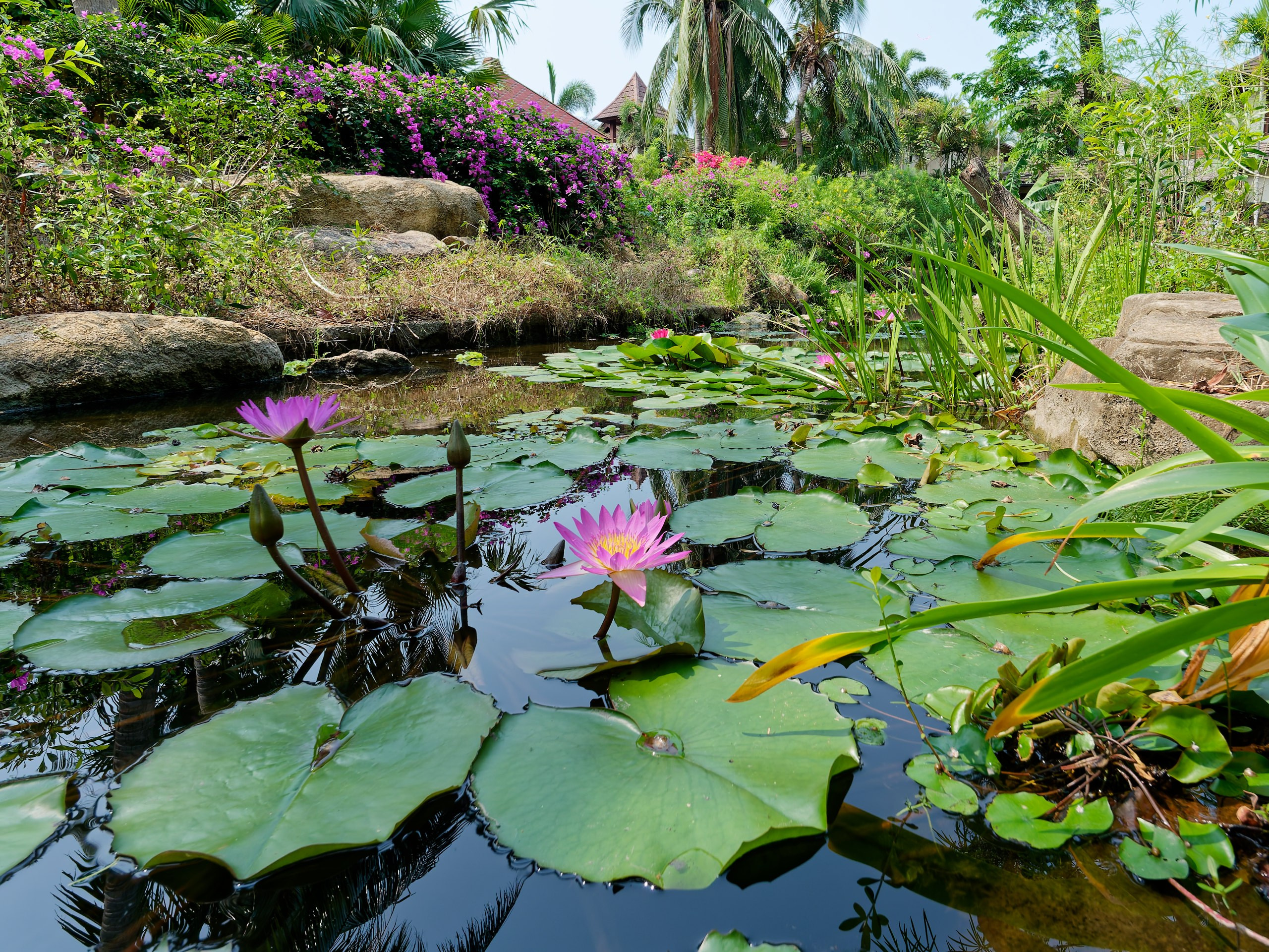 Хайнань 2026, флора, цветы и деревья. Фотопрогулки по Миру