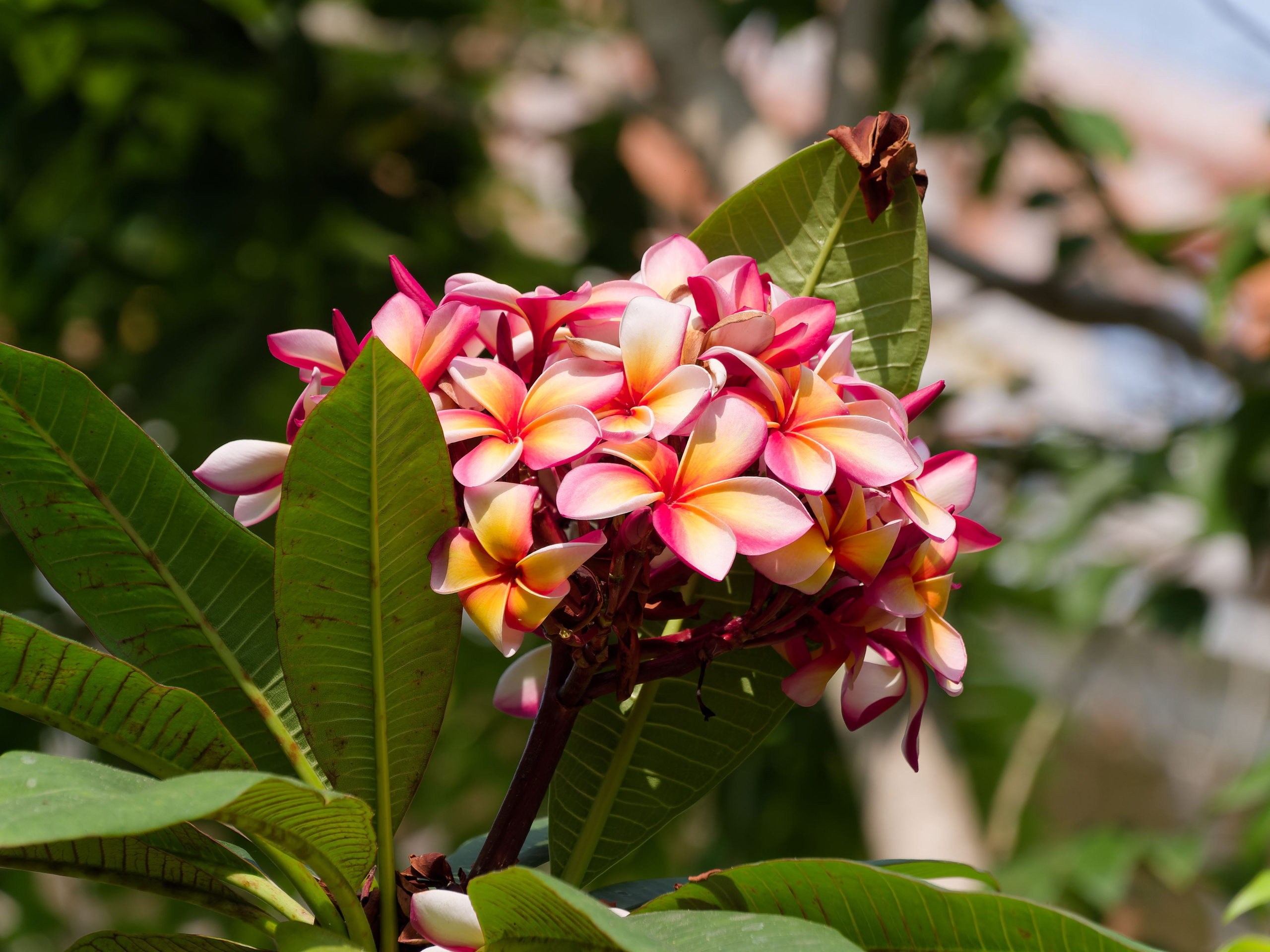 Хайнань 2026, отель «Stony Brook Villa Jianguo Resort Sanya 4*». Фотопрогулки по Миру