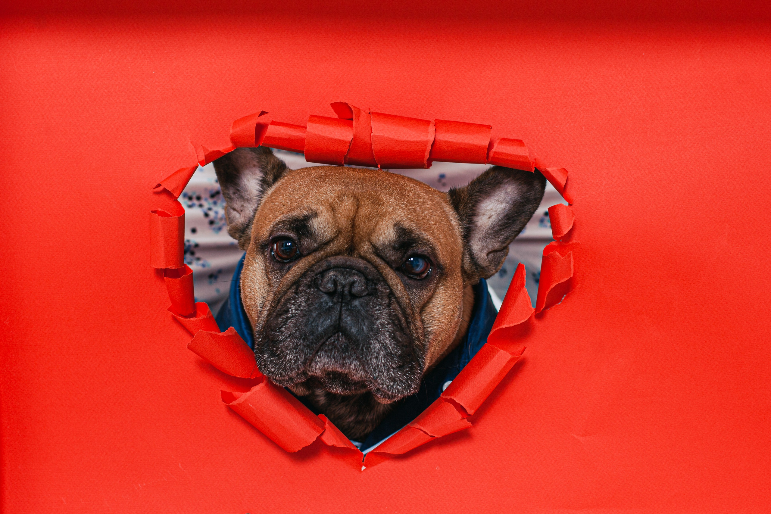 Пижамная вечеринка французских бульдогов и их хозяев. Фотограф-анималист Татьяна Степанова