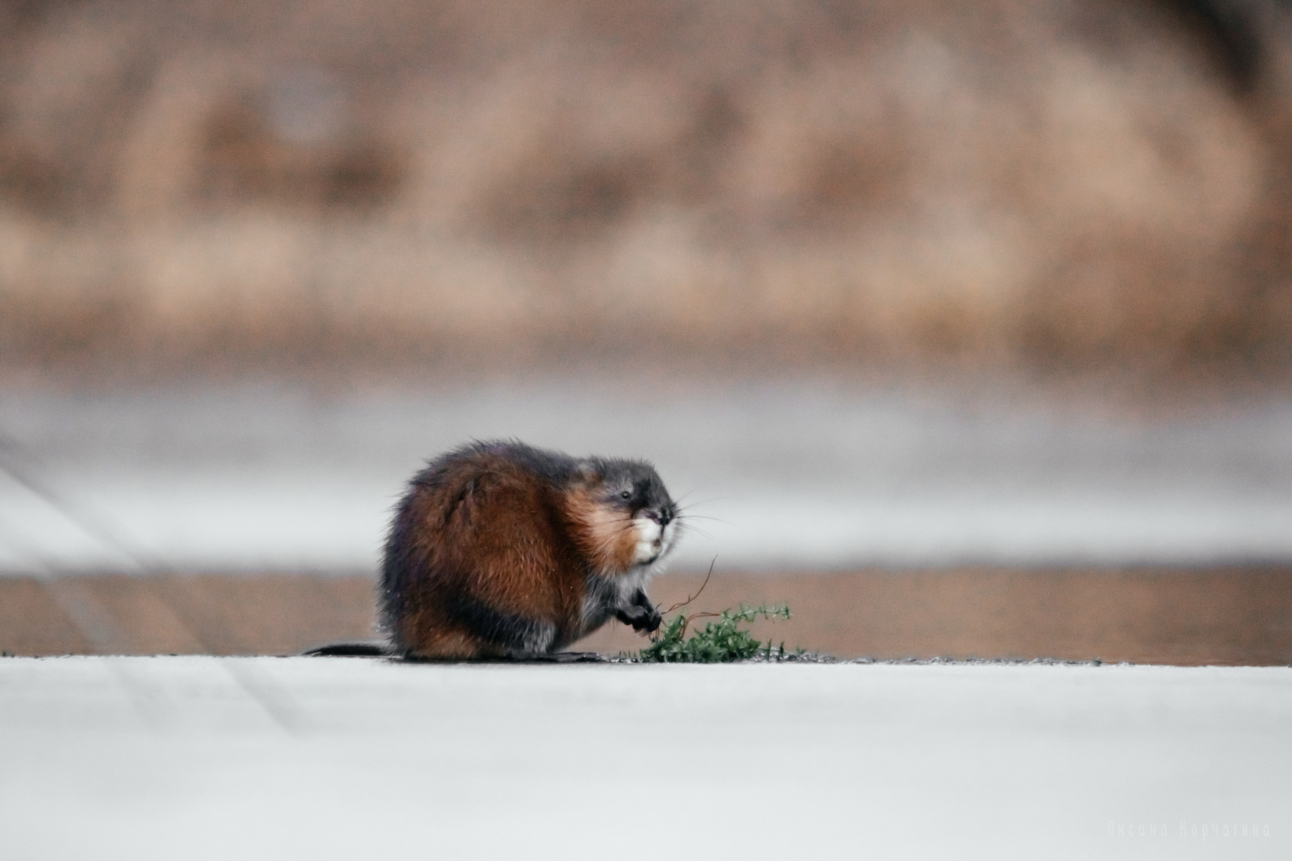 Ондатры. Фотограф в Красноярске Оксана Корчагина