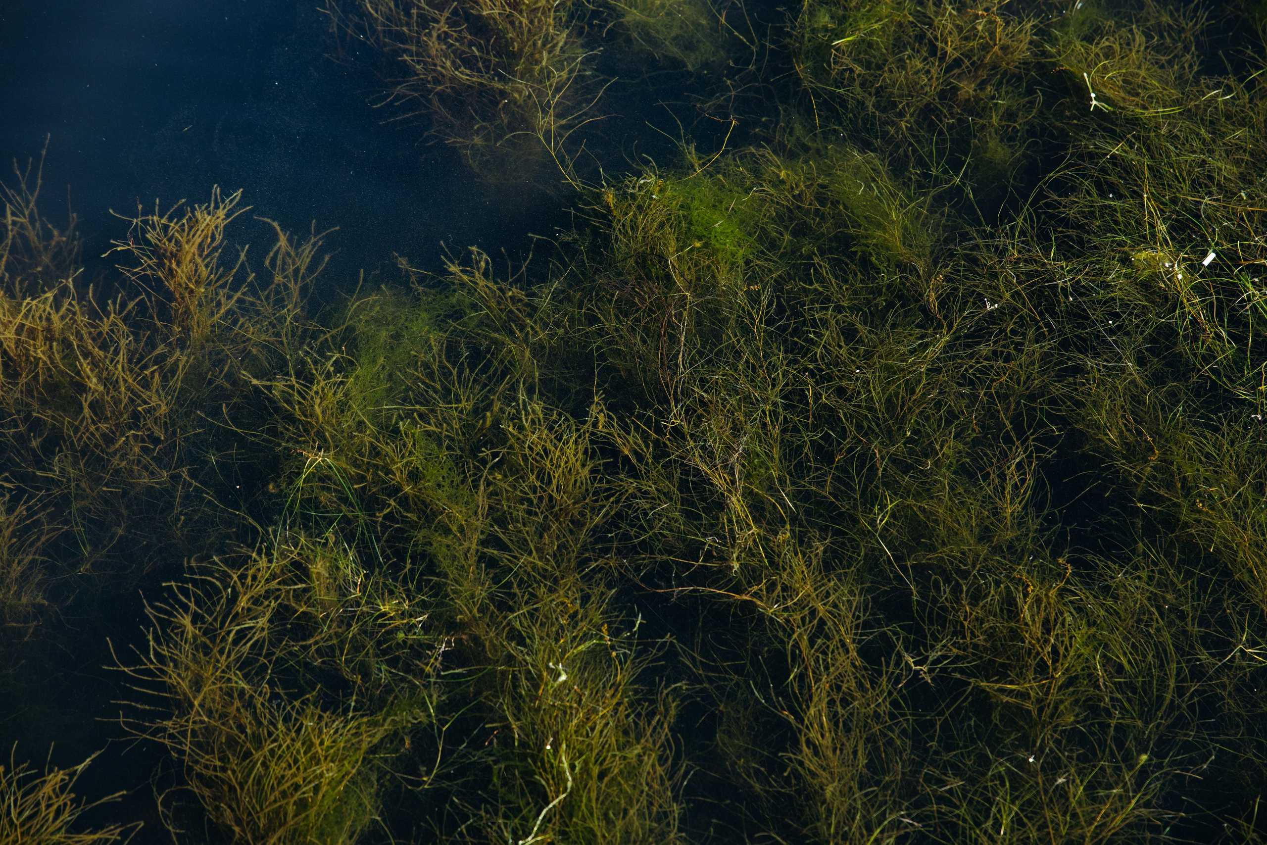 АЛЕКСАНДРА И ИВАН | ЮЖНО-САХАЛИНСК. Фотограф во Владивостоке Антон Блохин
