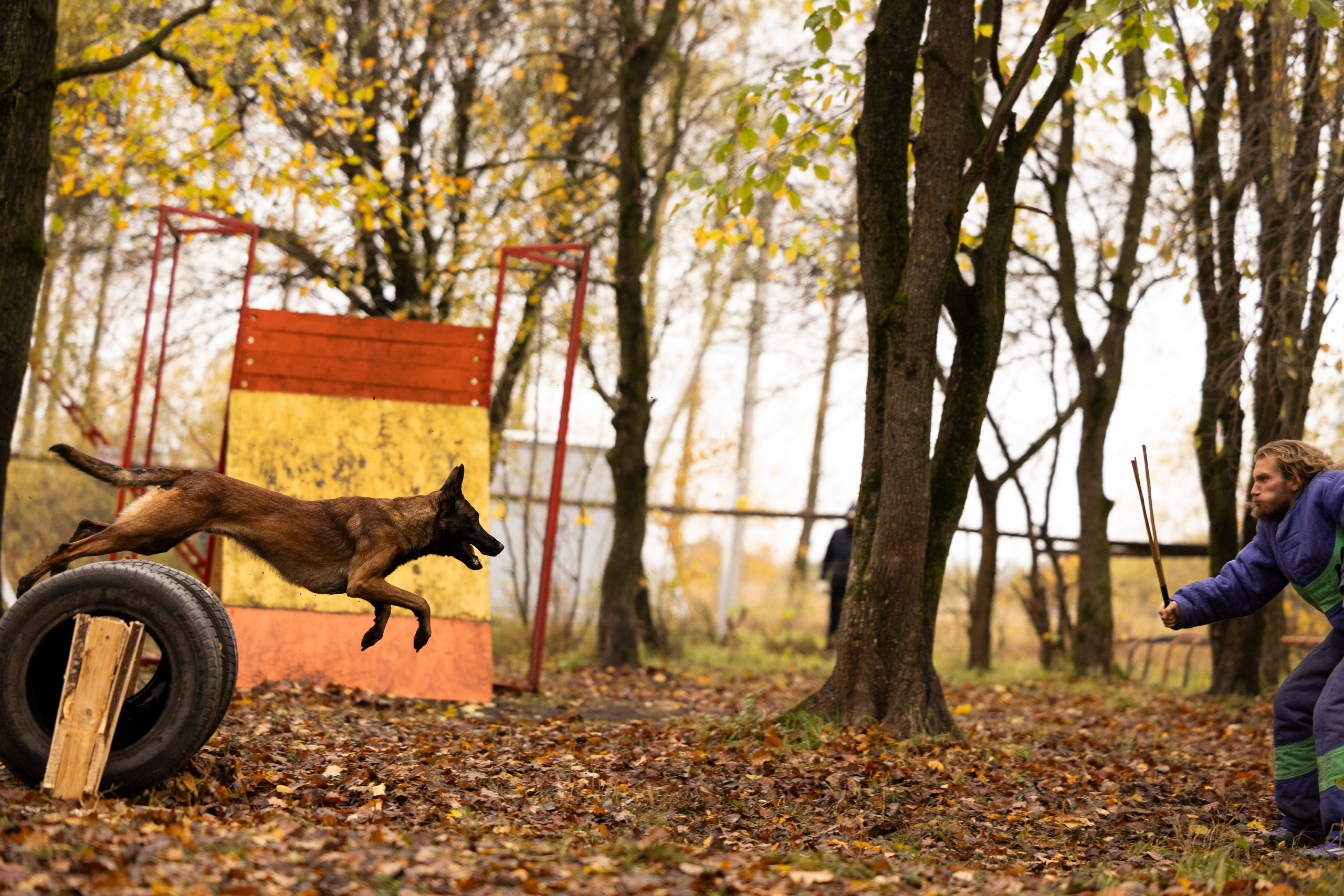 Соревнования по Мондьорингу г. Вологда. Фотограф-анималист Анна Маринич