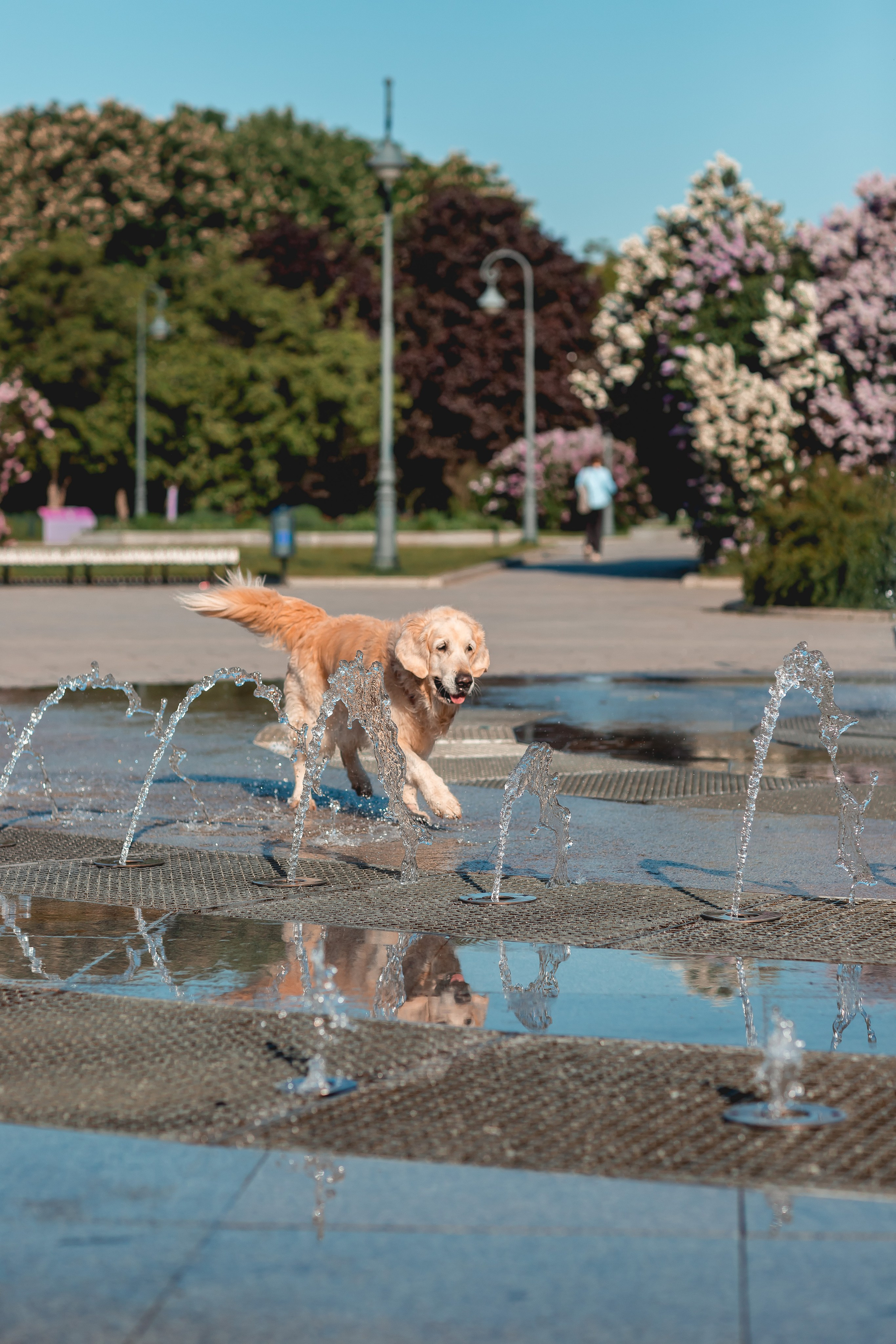 Ира, Альма и Белла. Семейный фотограф анималист Мария Крючкова