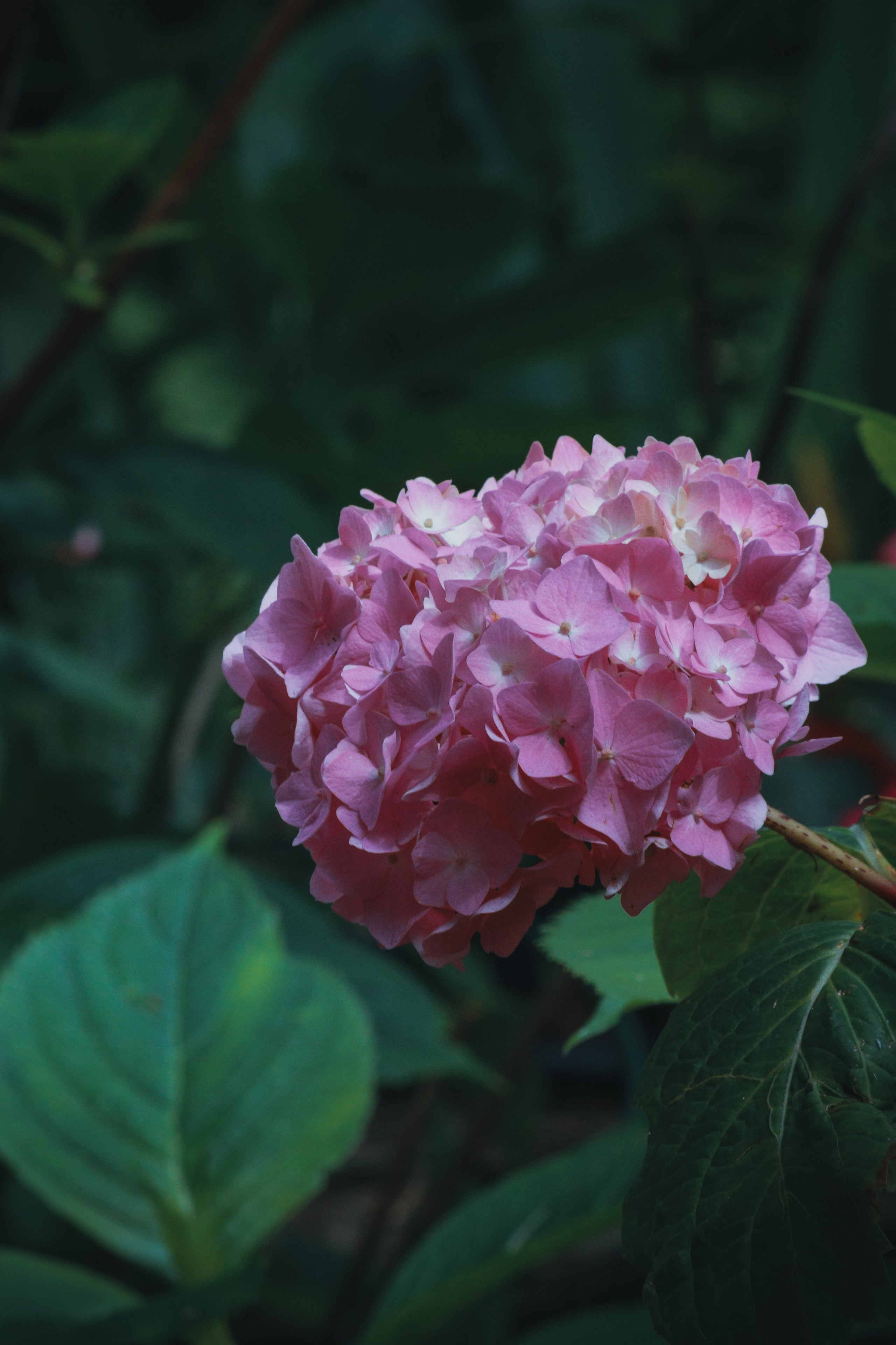 Р А С Т Е Н И Я. — Digital Noise —