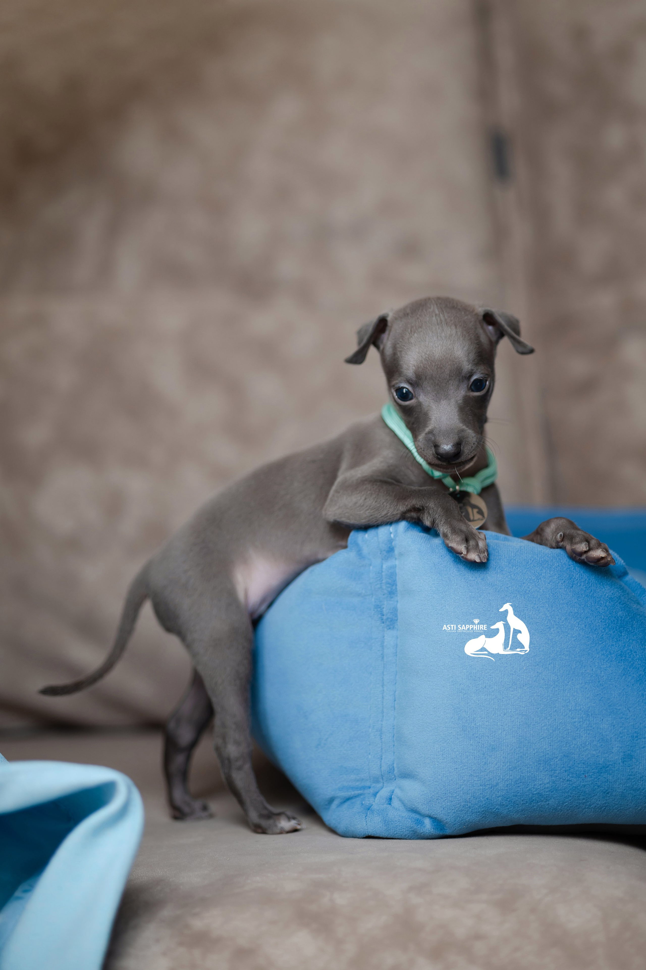 Весенние крошки. Professional Italian Greyhound Kennel RKF/FCI ASTI SAPPHIRE 💎 Sochi|St. Petersburg
