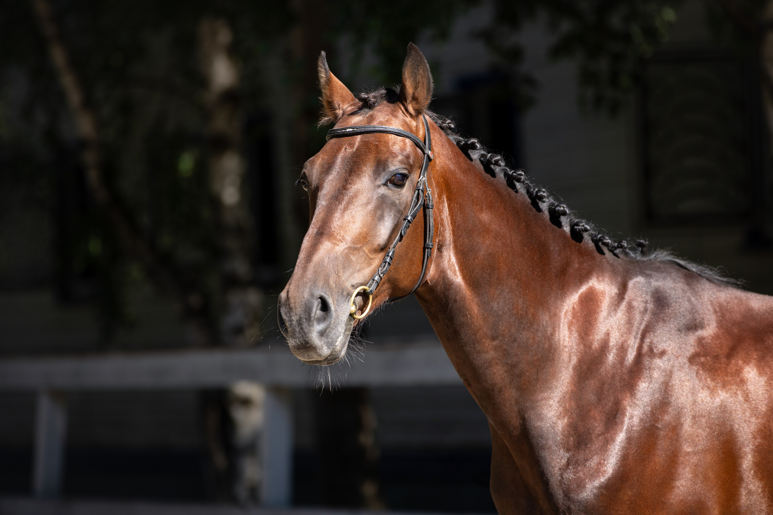 Лошади (экстерьер, портрет, фото на продажу). ESHE_PHOTO Фотограф анималист в Москве и Московской области