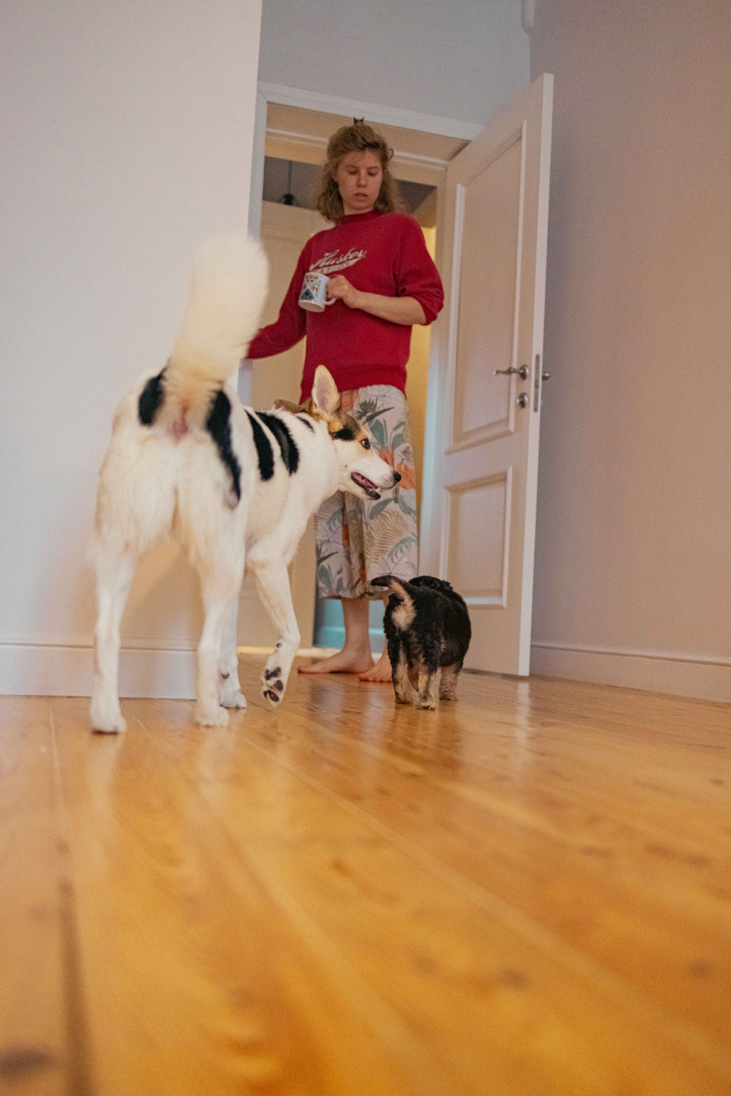 Пеппа. Фотограф-анималист в Москве Лера Черноног