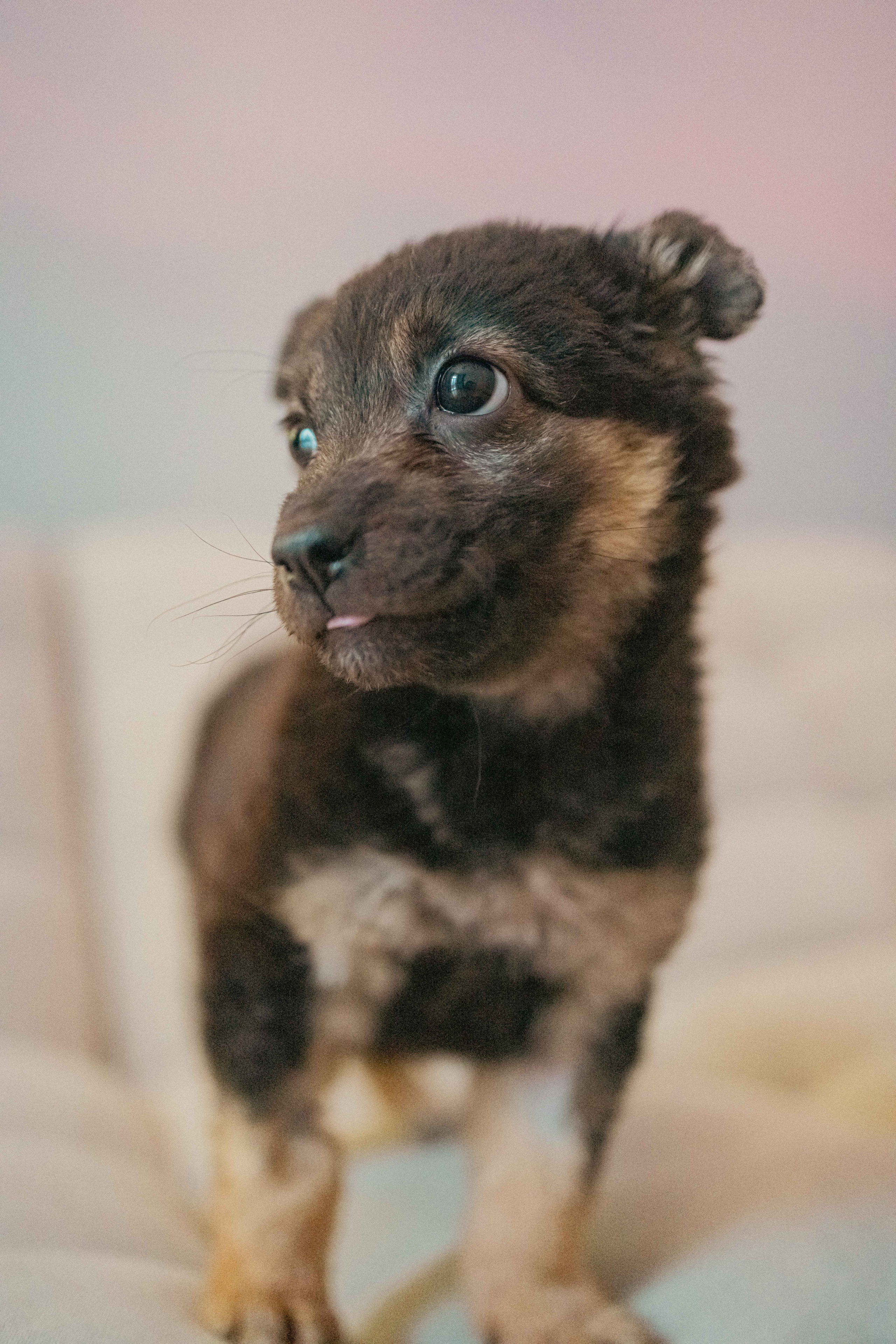Пеппа. Фотограф-анималист в Москве Лера Черноног