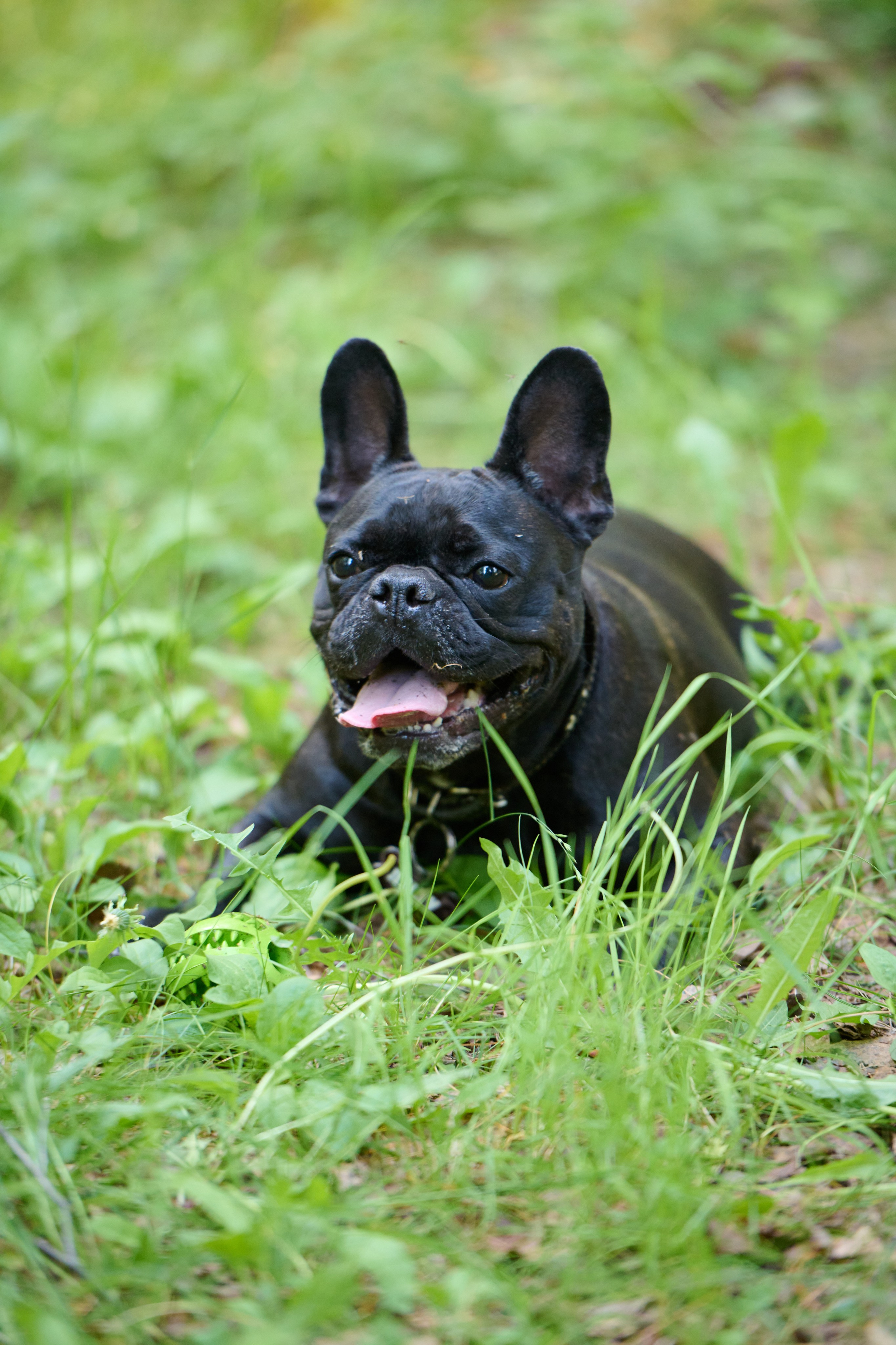 Семейная фотосессия с собакой. Репортажный и семейный фотограф — Шелихов Сергей