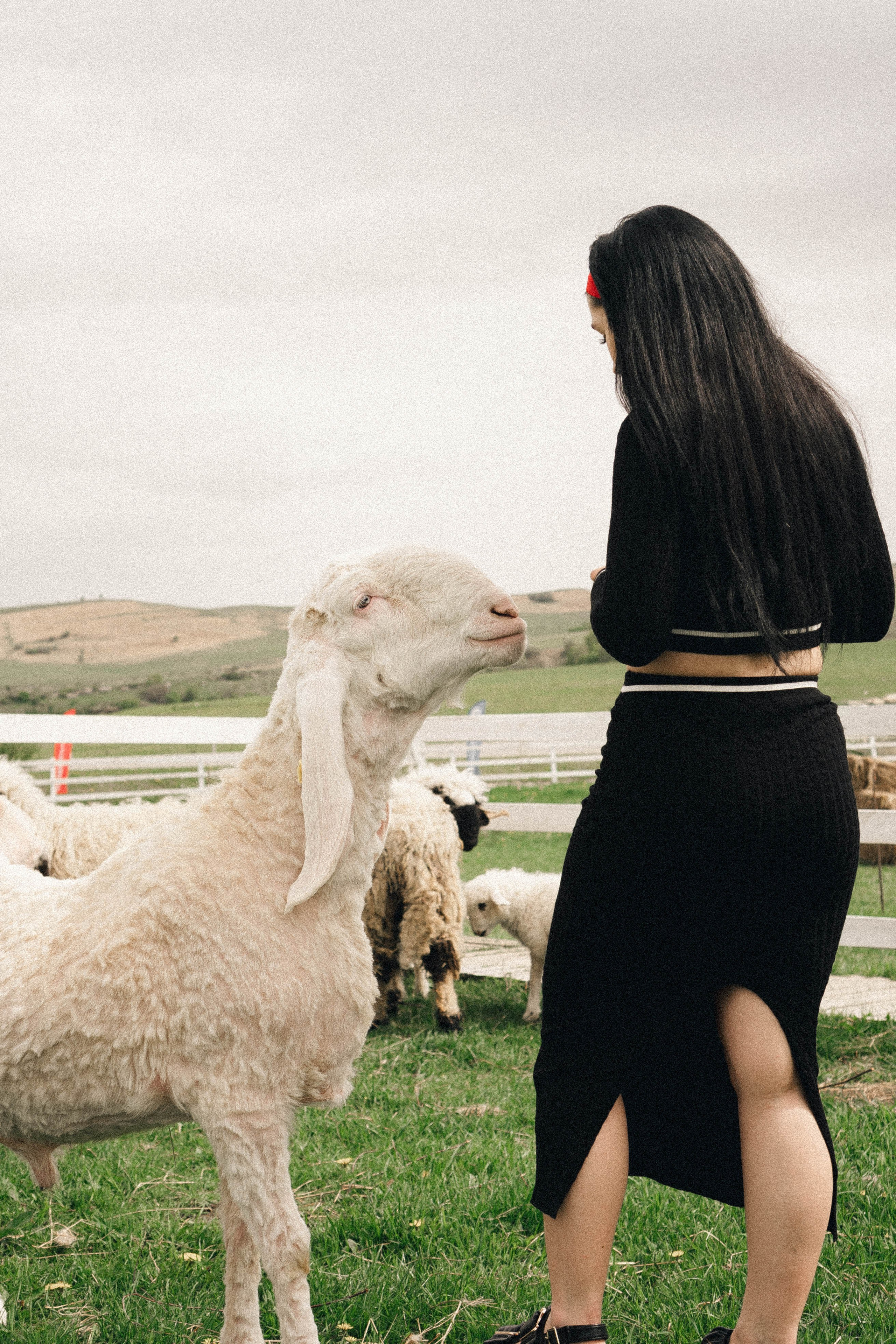 Ферма Альпак. Профессиональный фотограф, Санкт-Петербург — Виктория Богомолова