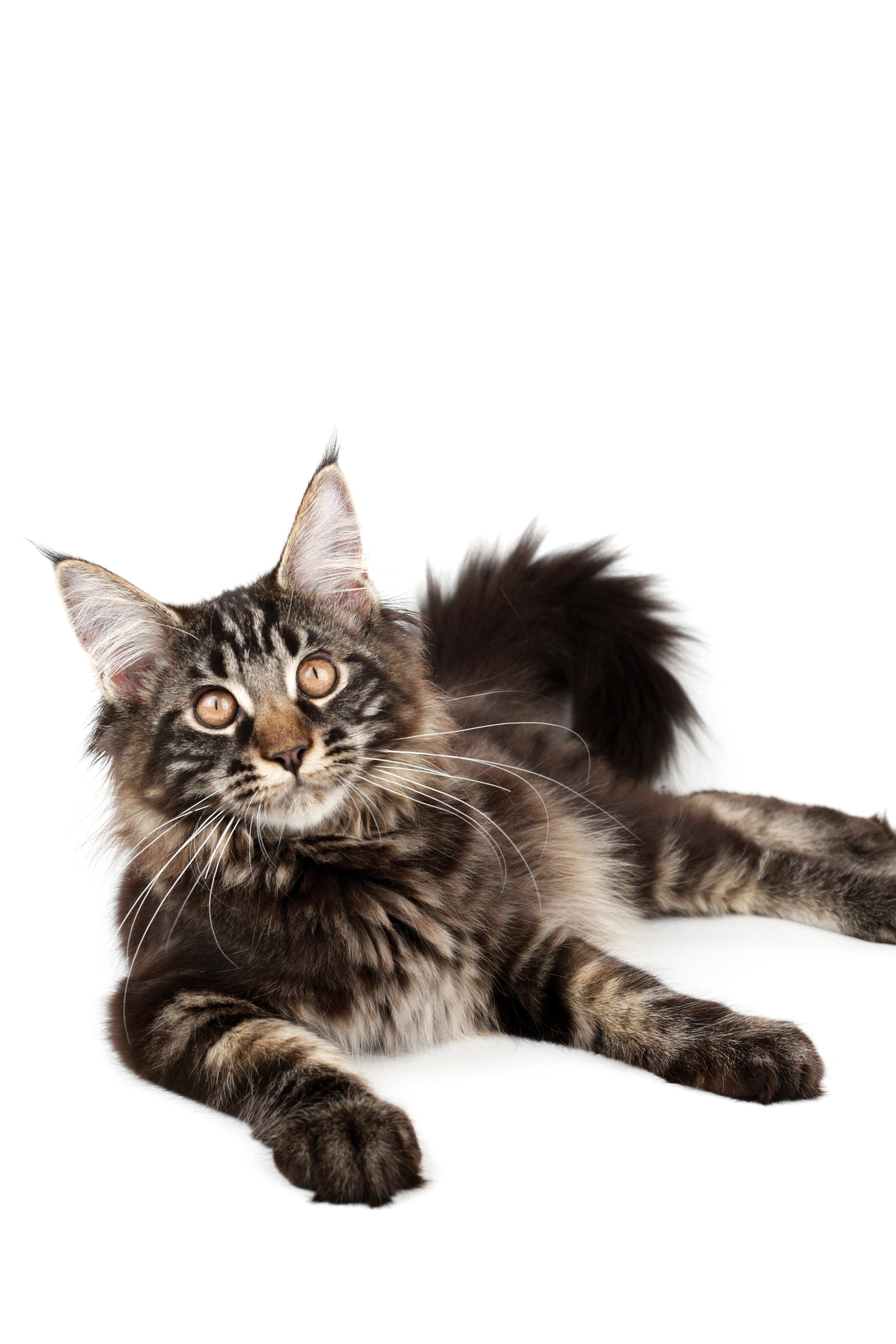 Фотосъемка животных