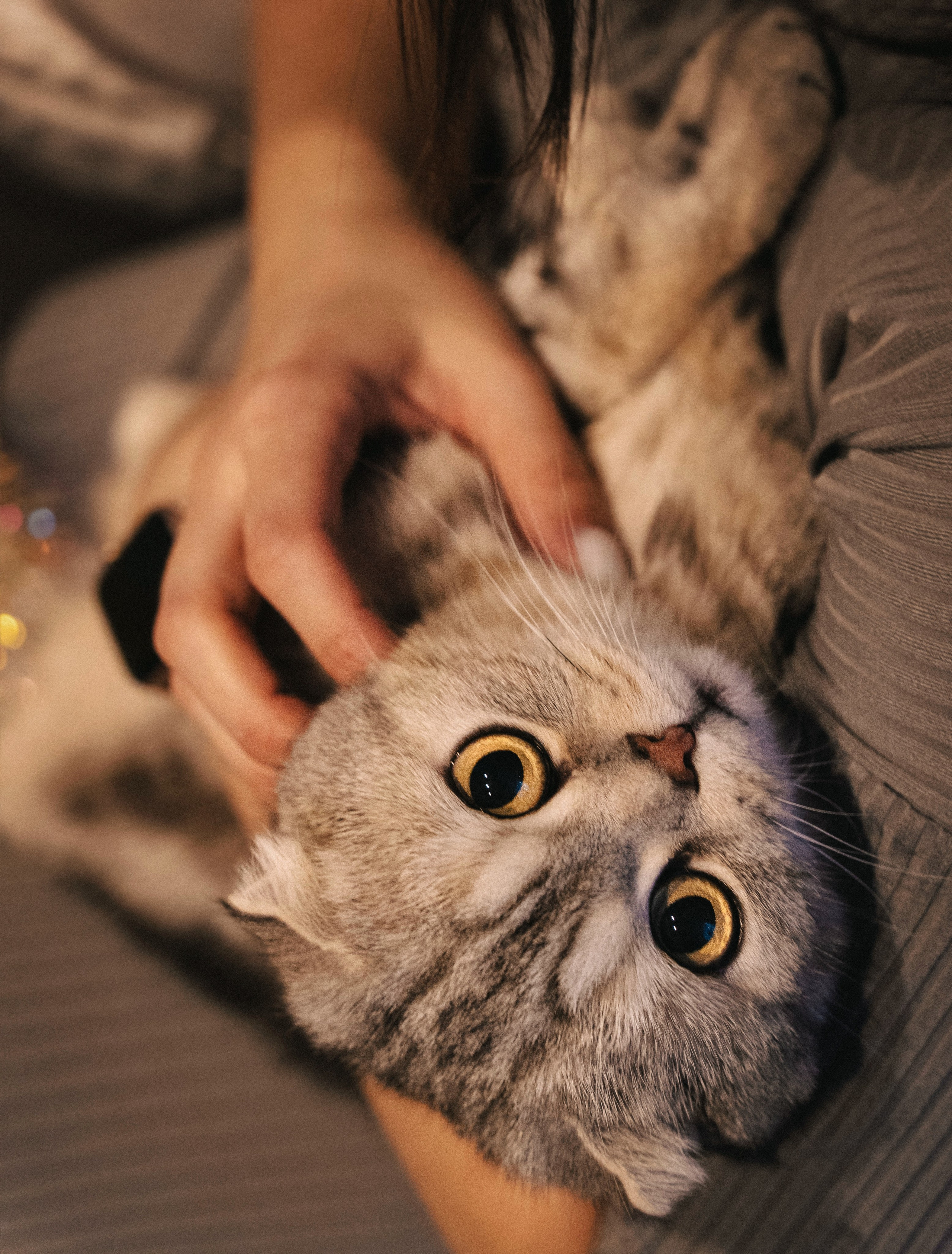 Волшебство. Семейный фотограф анималист г. Находка