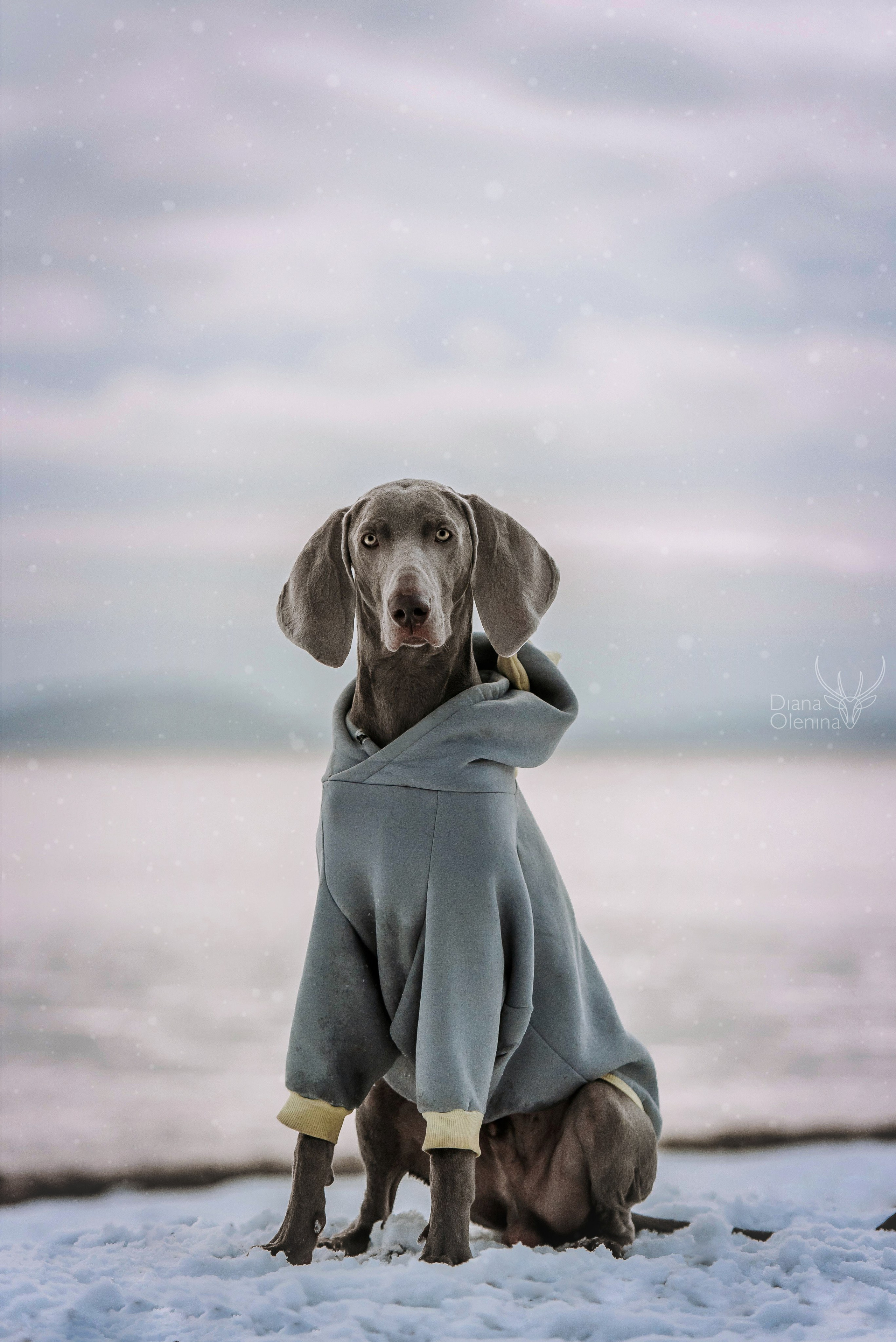 Собаки уличные. Фотограф Диана Оленина Красноярск / Братск