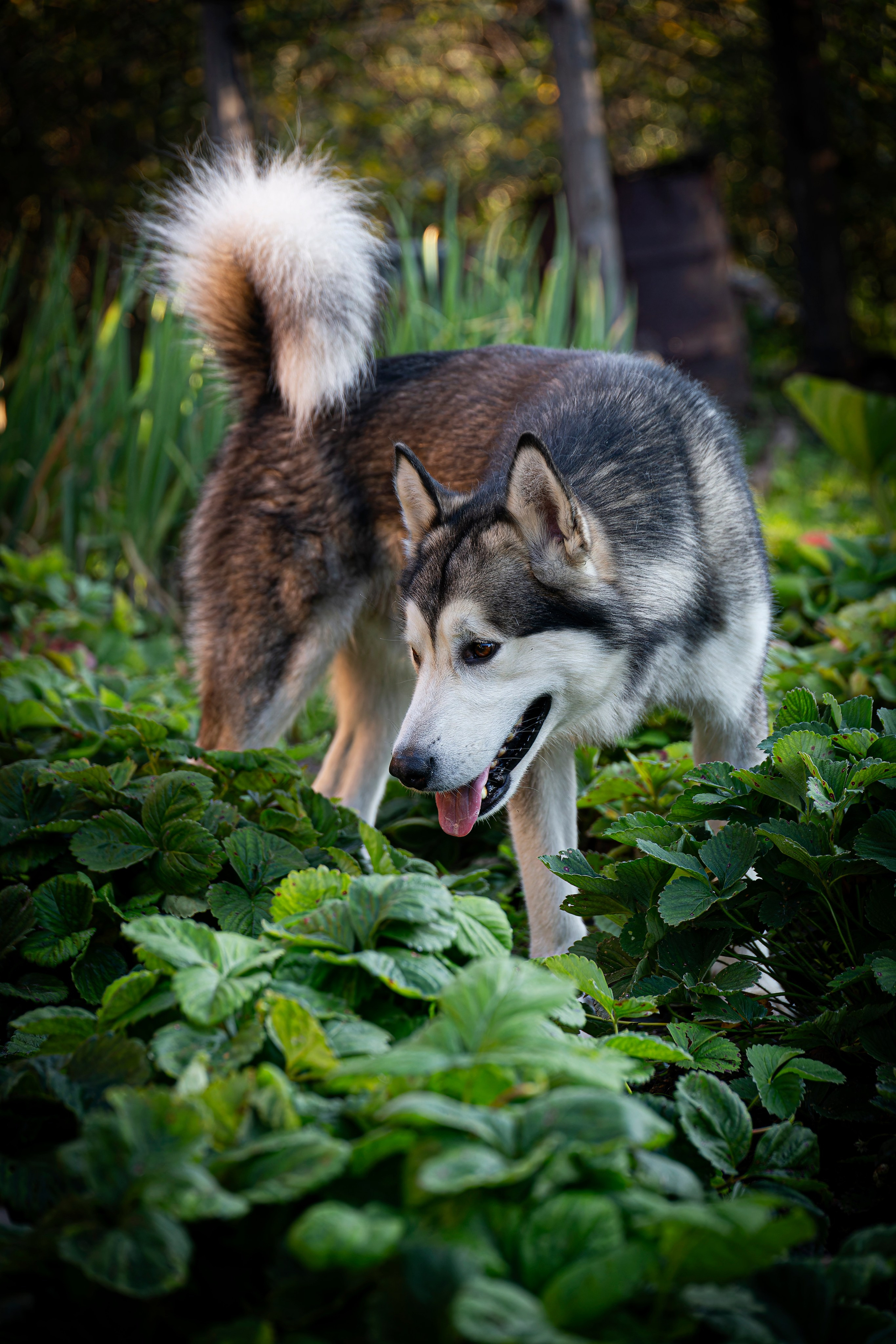 Мои маламуты.Ярик. Лев Постнов.Фотограф. Нижний Новгород