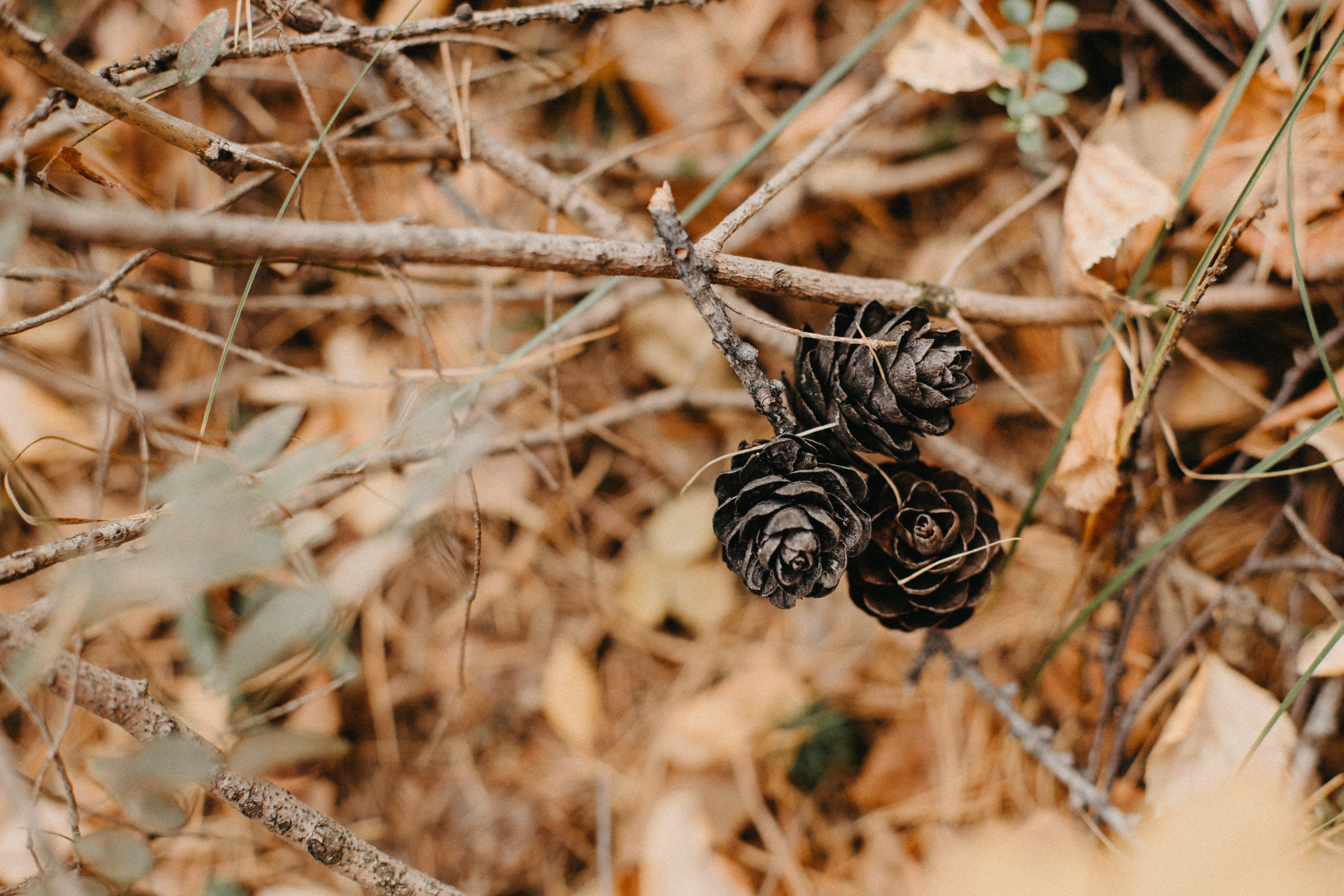 Семь Братьев. Семейный фотограф Трусова Евгения в Екатеринбурге