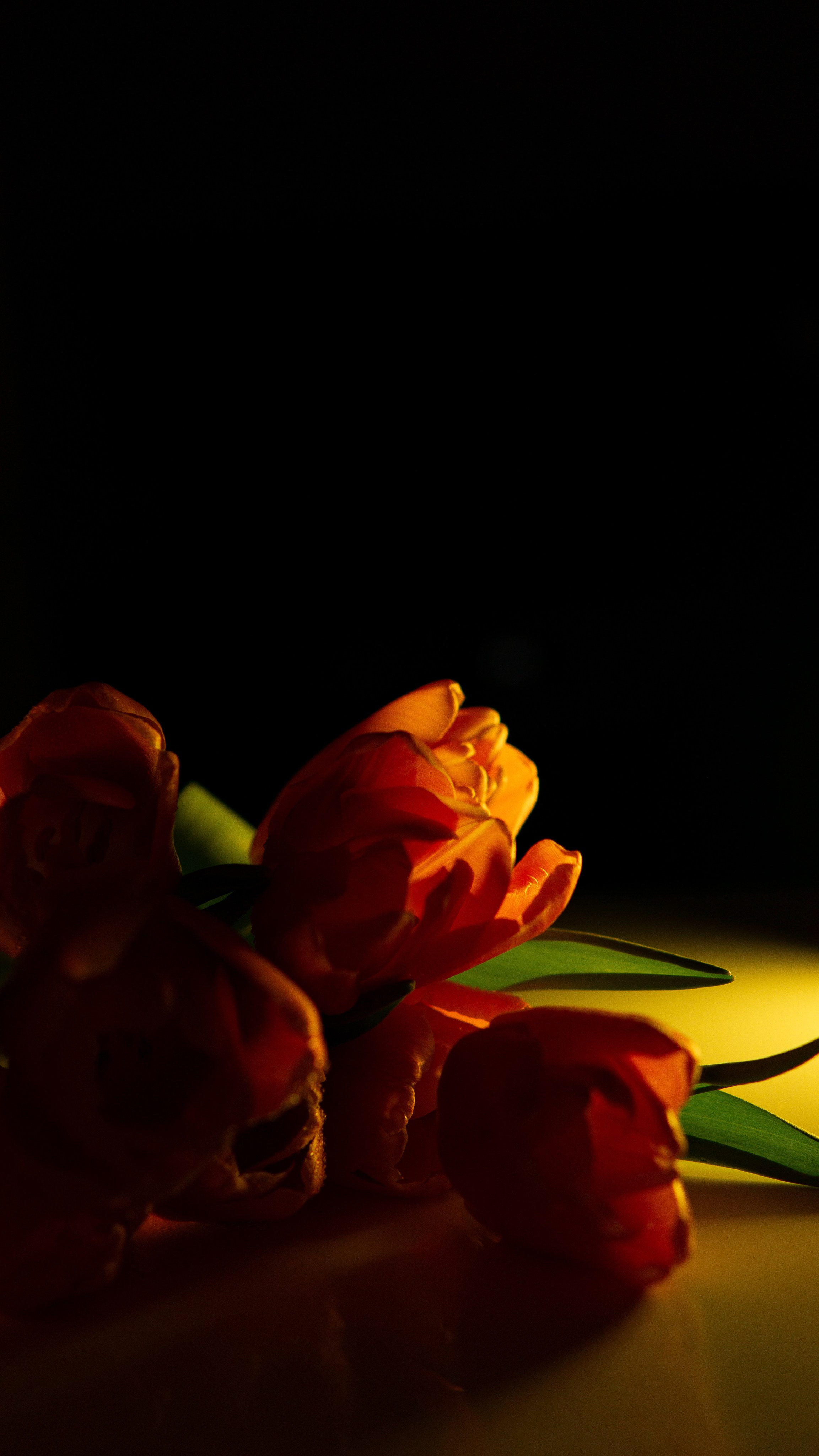 Цветы и свет. Фотограф в Москве Юлия Першина