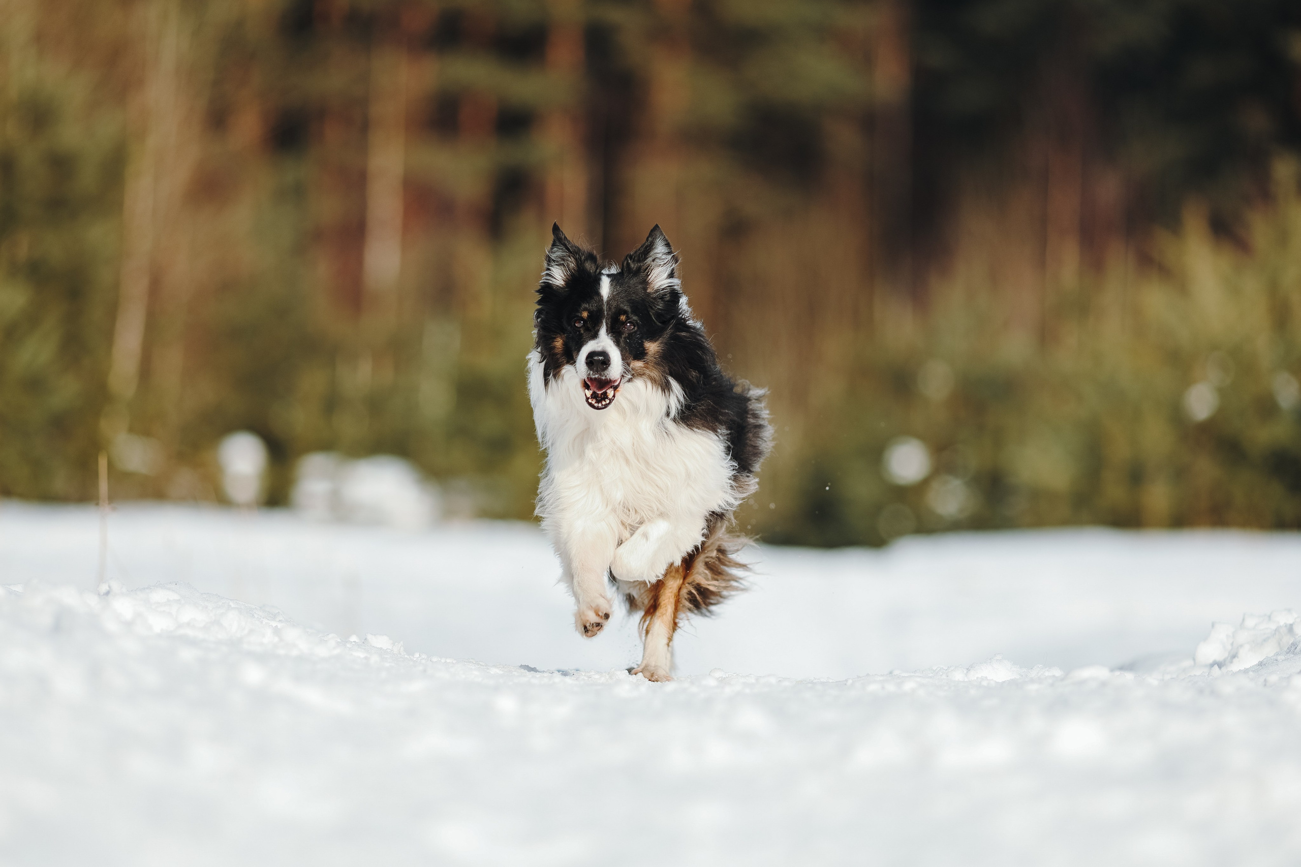 На природе. Фотограф- анималист Санкт-Петербург