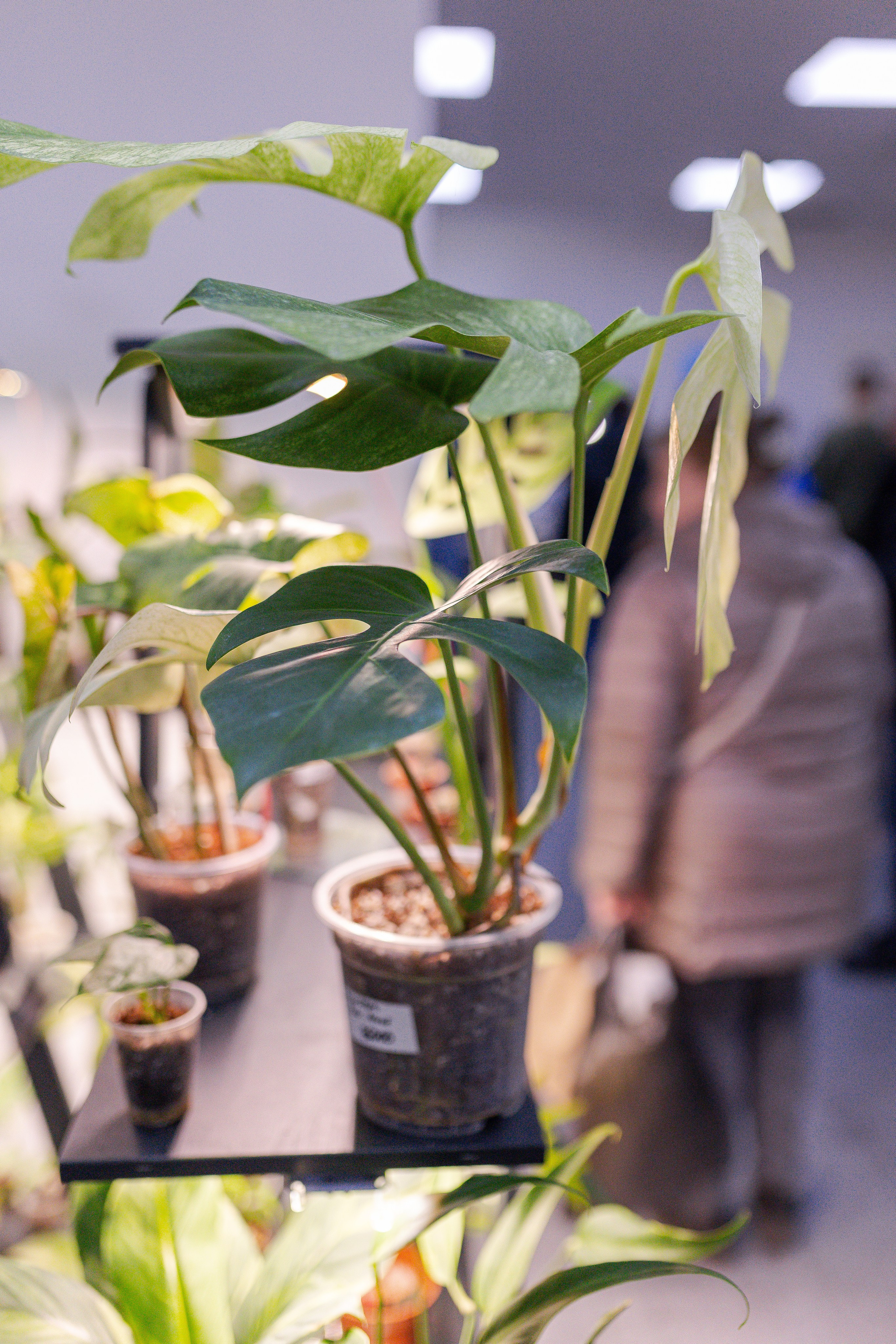 Орхидиум 12.2025. Александра Куликова фотограф, Москва