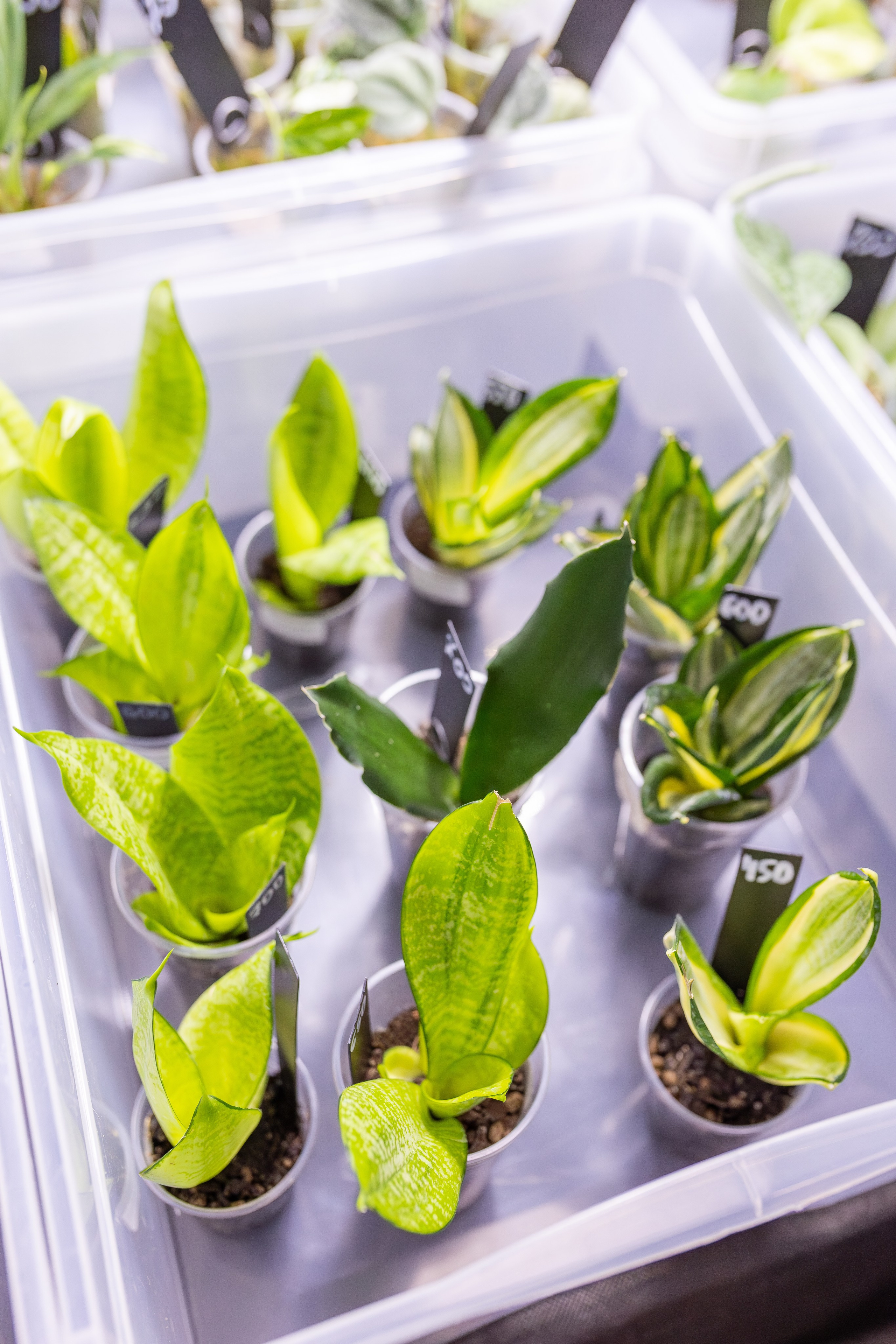 Монстериум апрель 2026. Александра Куликова фотограф, Москва