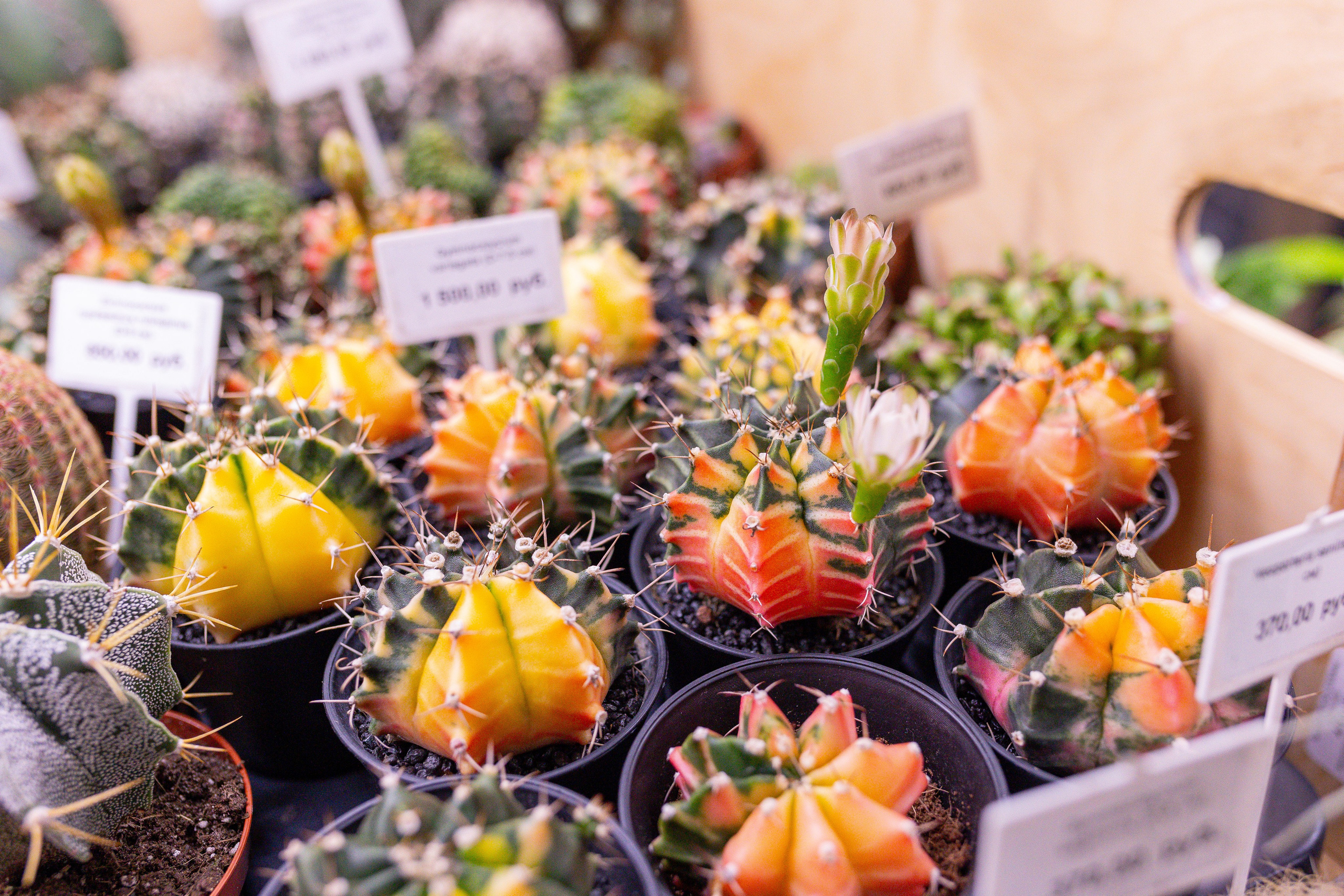 Монстериум 11–12 октября. Александра Куликова фотограф, Москва