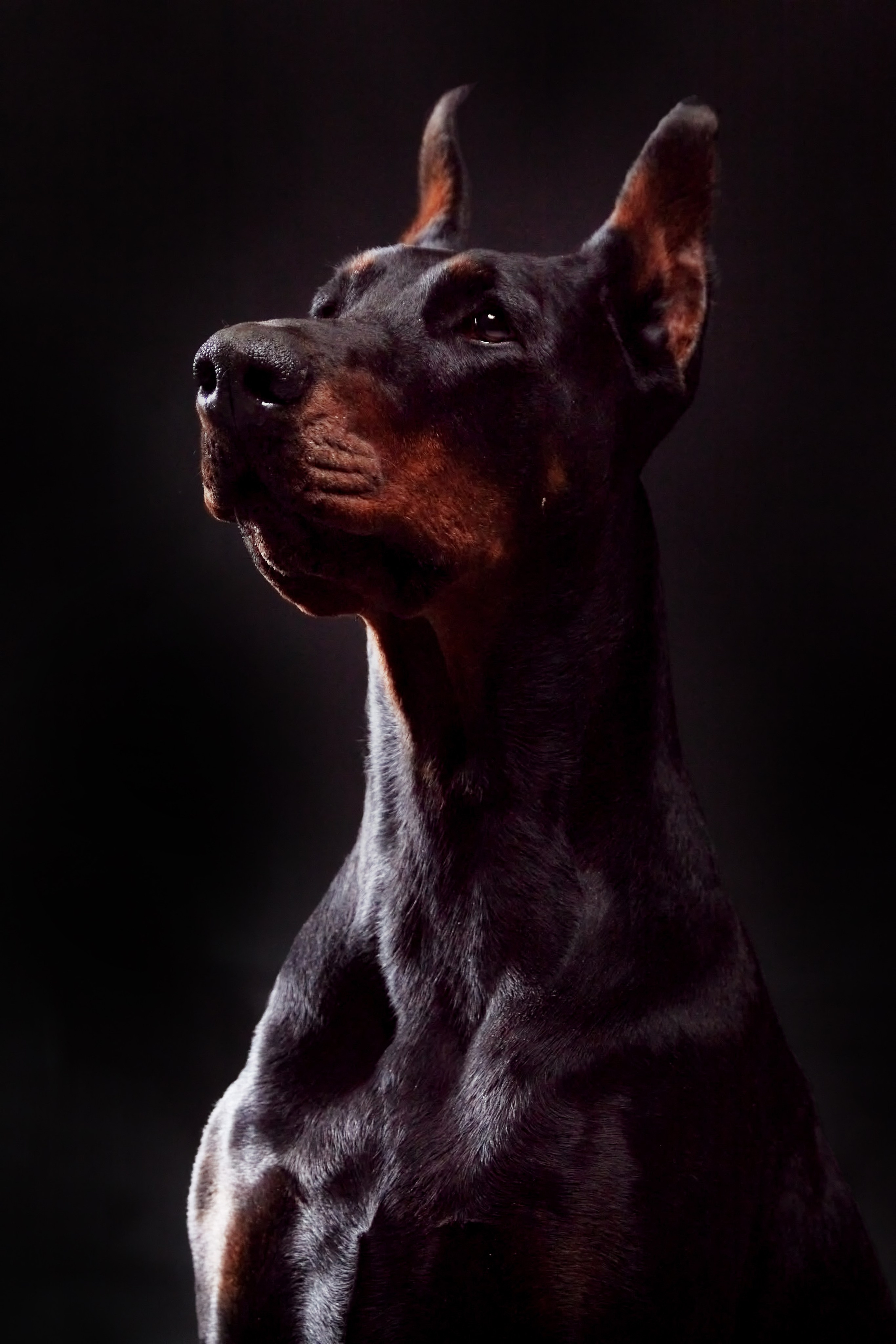 Фотосессия с животными. Фотограф анималист — Тула, Москва