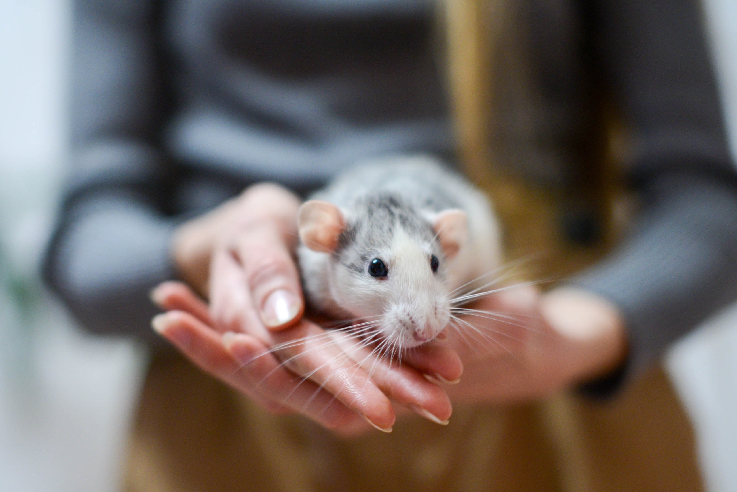 Новый год. Семейный, Свадебный фотограф СПБ Питер— Романова Екатерина