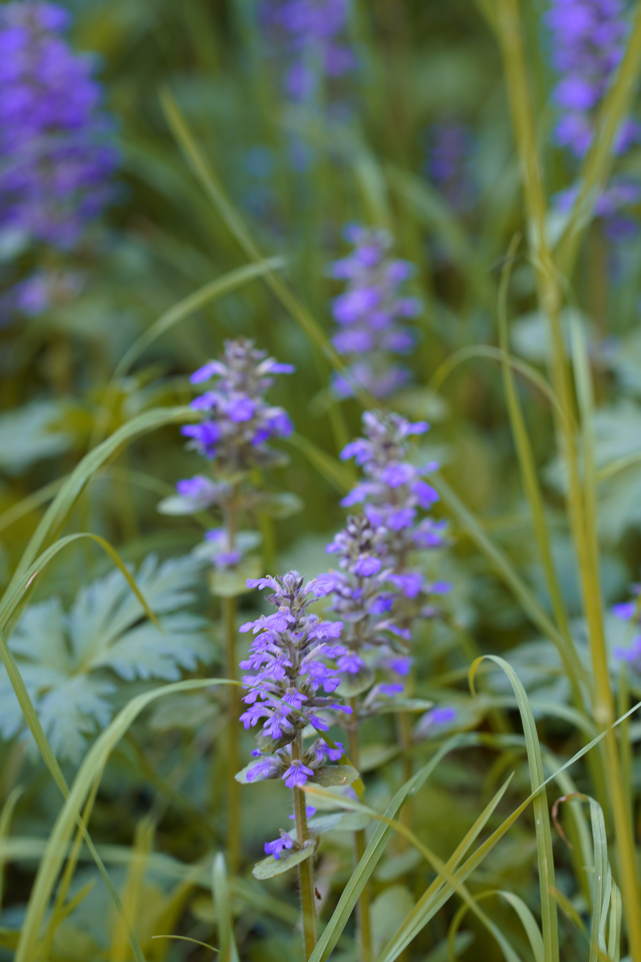 Природа. Фотограф в Москве Мария ~Zagagul~