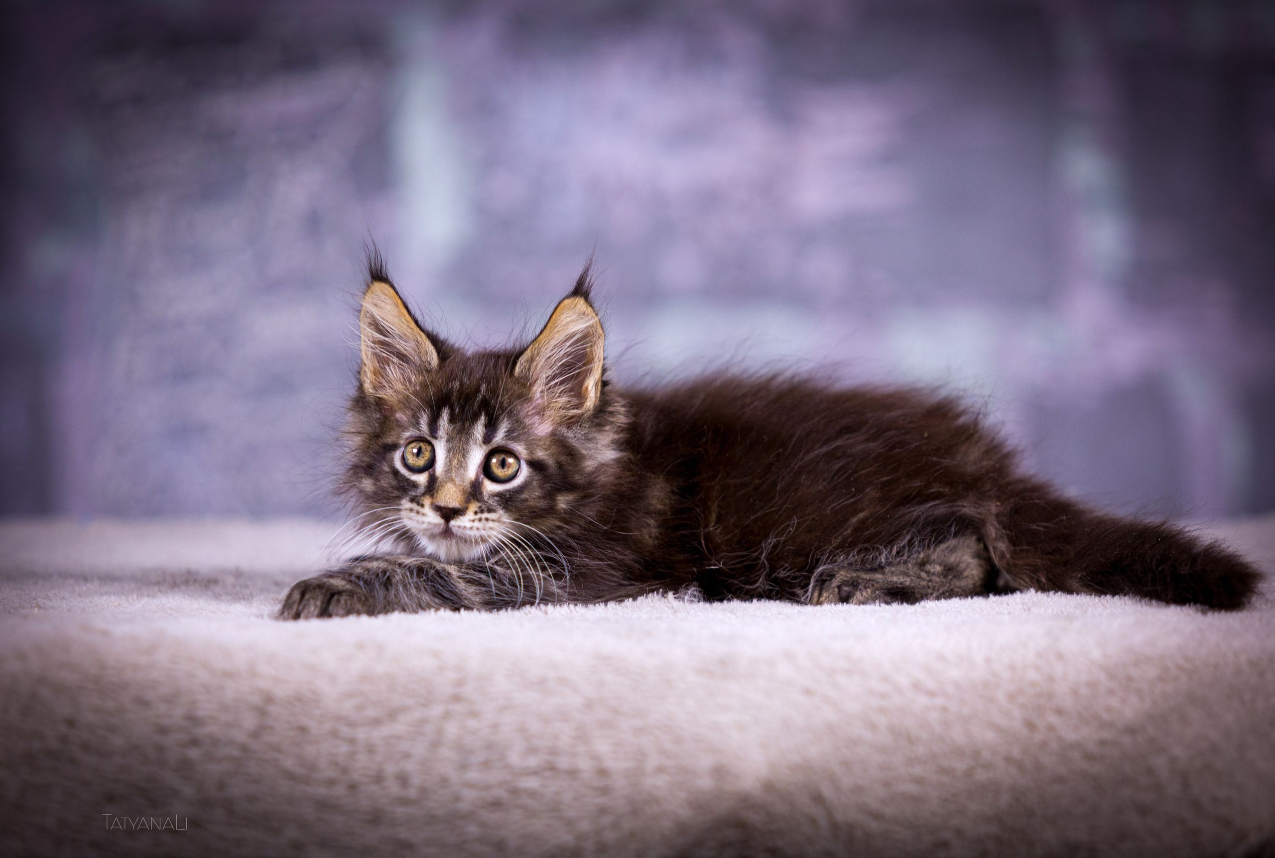 Котята. Фотограф — анималист Татьяна Ли