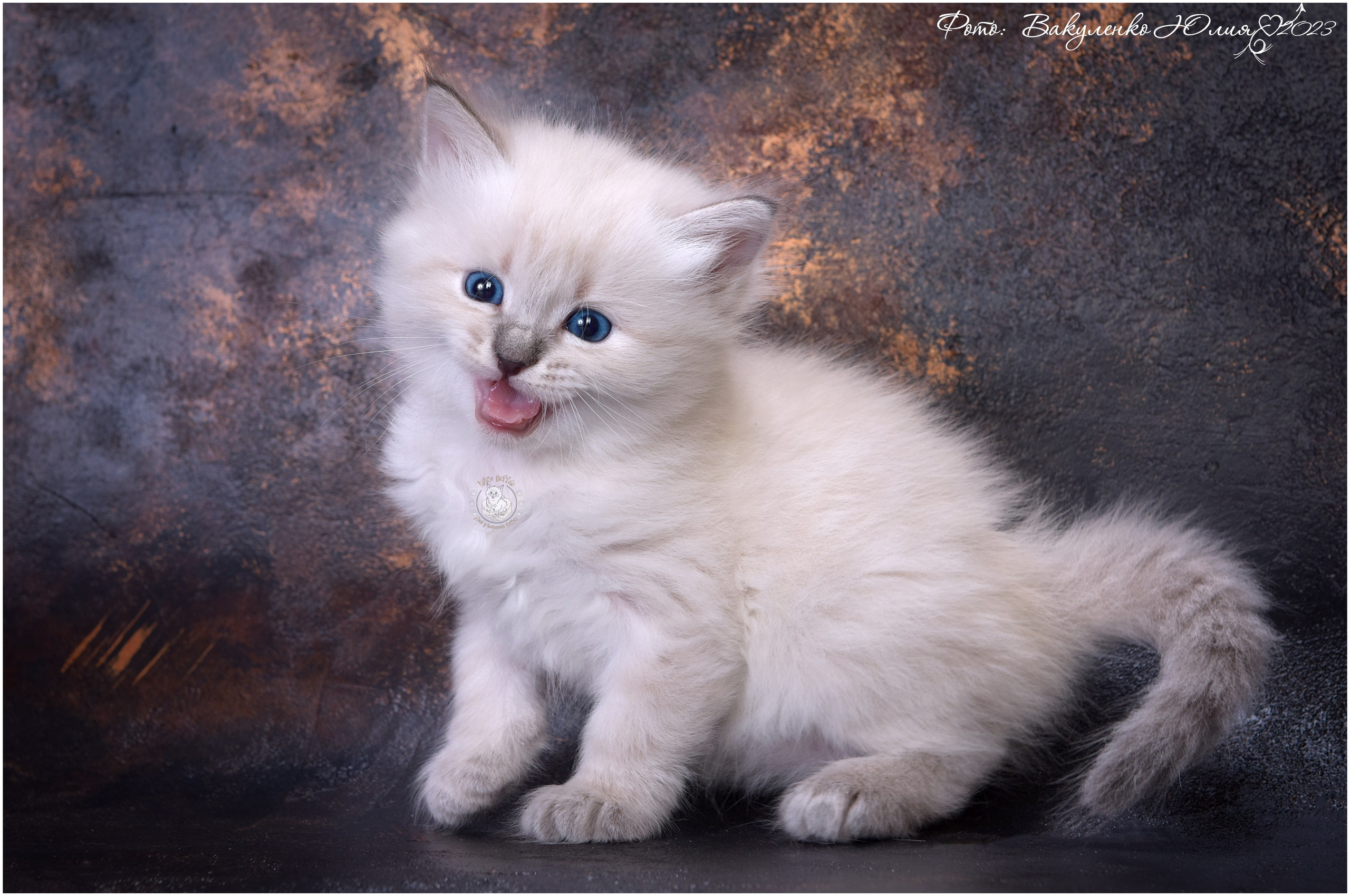 Котята. Фотограф анималист | семейный Юлия Вакуленко, г. Краснодар