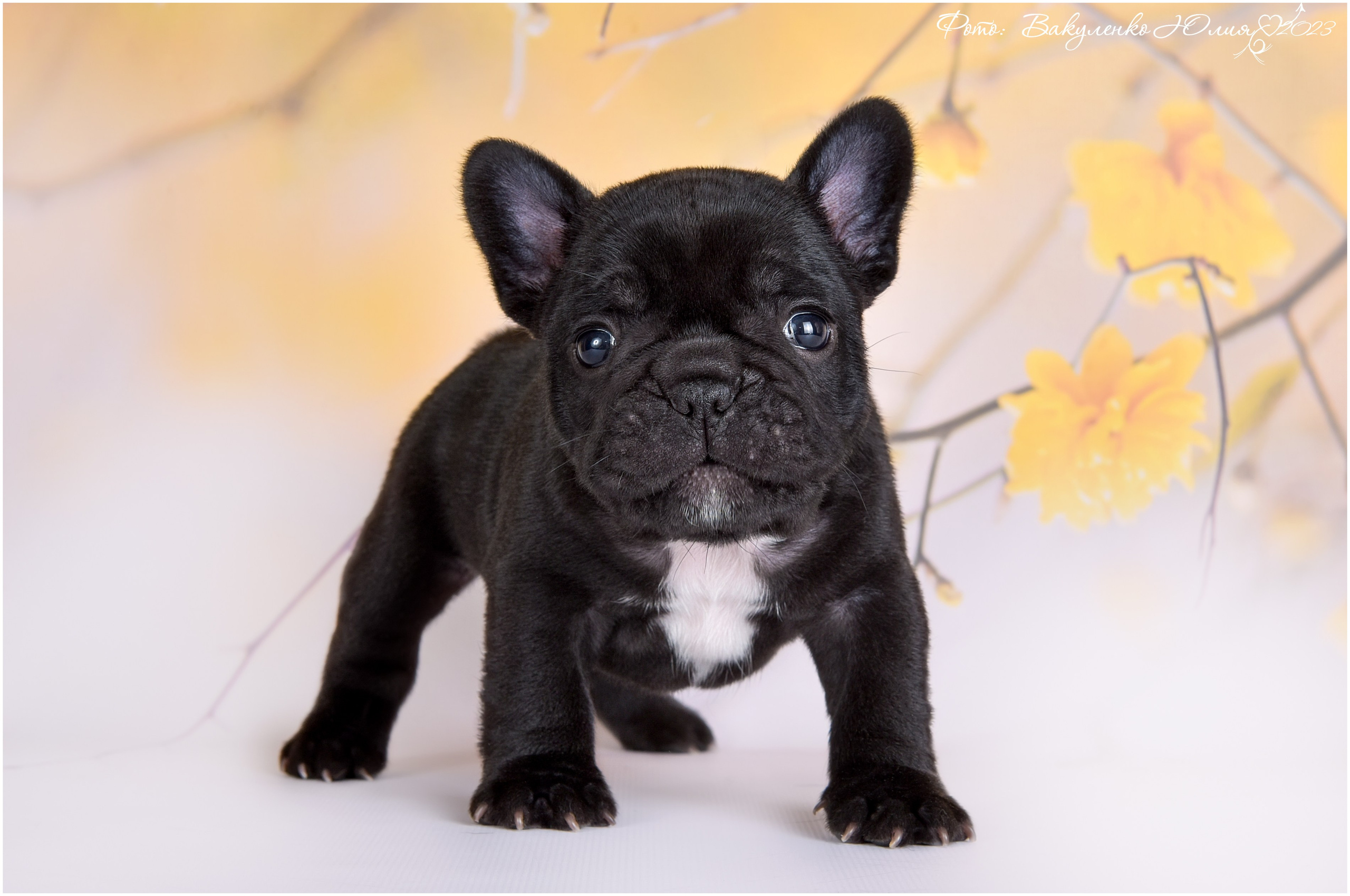 Студийная съемка. Фотограф анималист | семейный Юлия Вакуленко, г. Краснодар