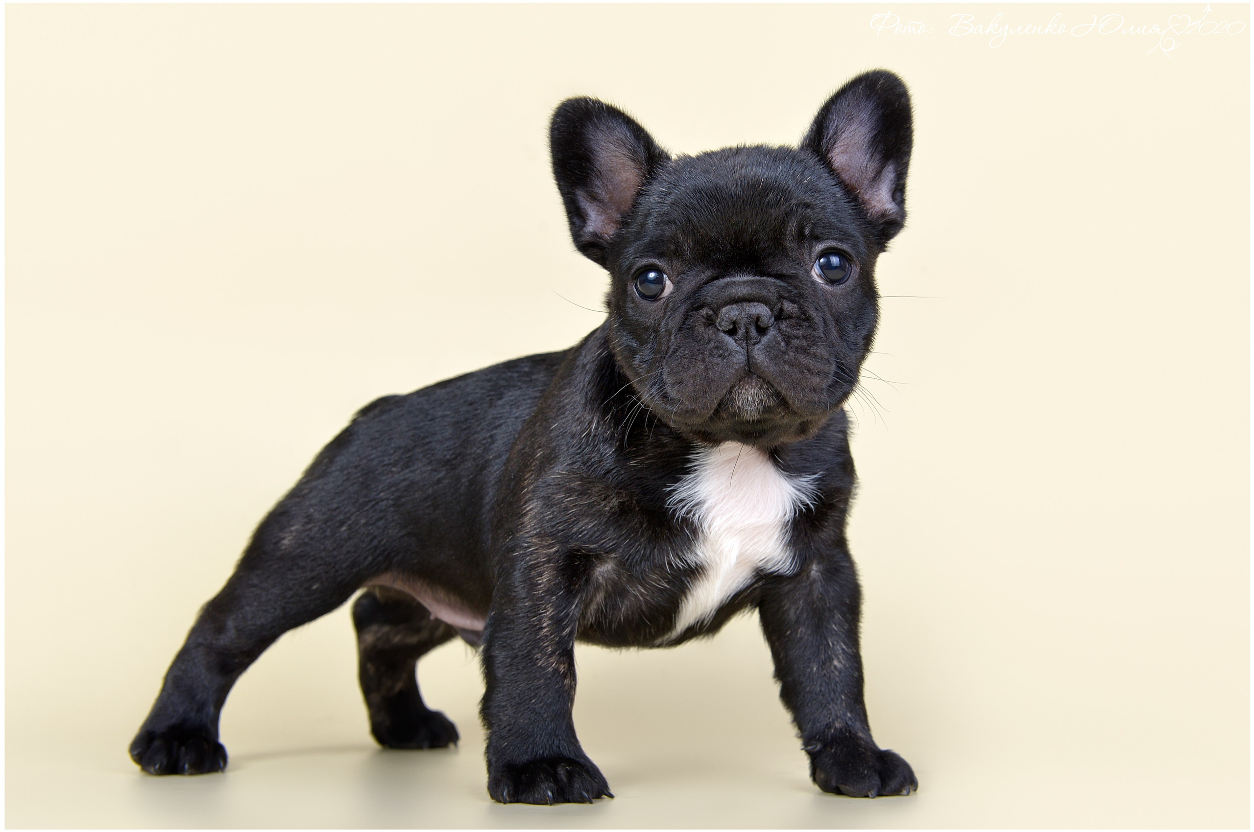 Студийная съемка. Фотограф анималист | семейный Юлия Вакуленко, г. Краснодар