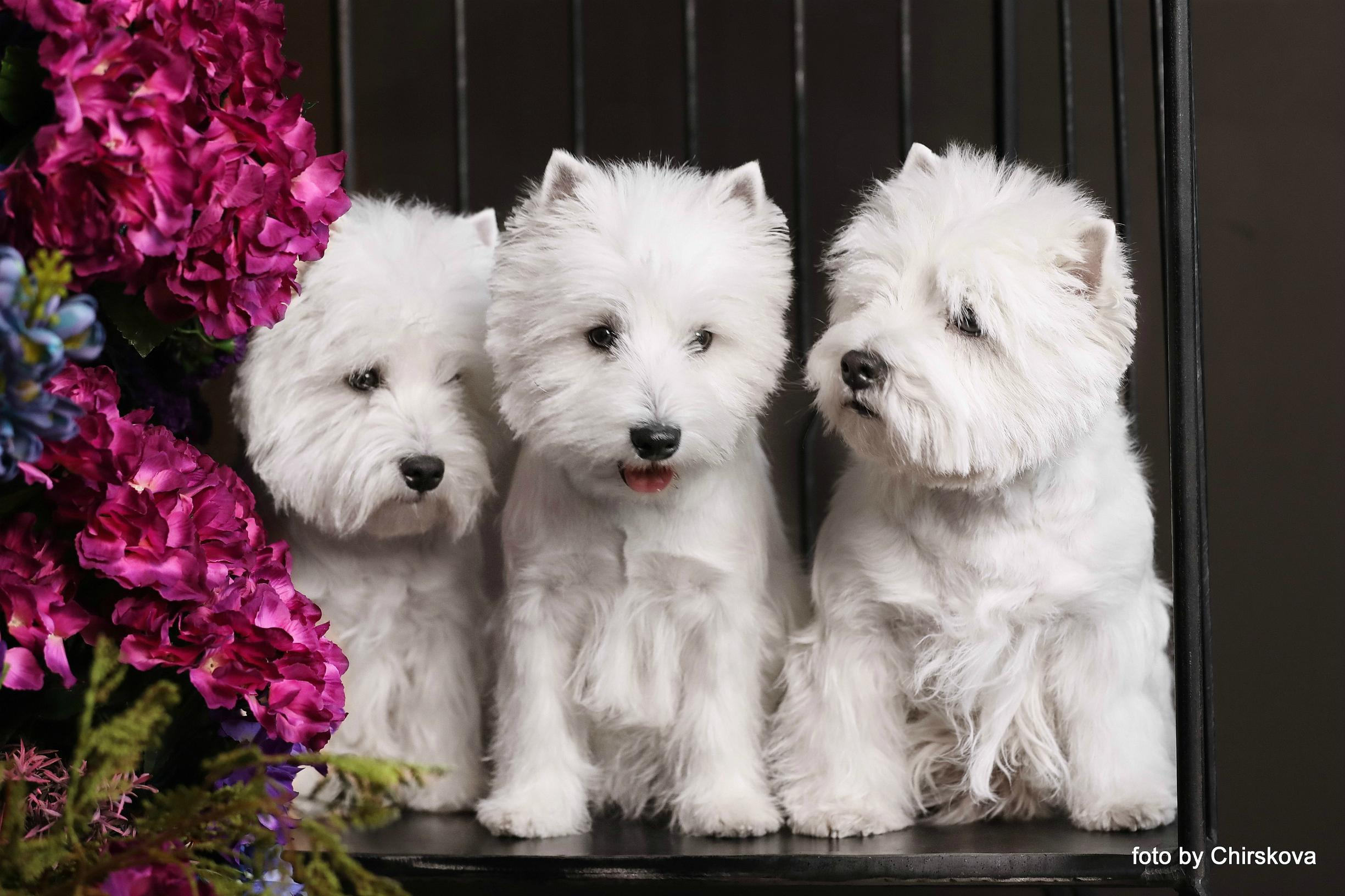 Фотографии собак и щенков питомника. Питомник собак породы вест хайленд вайт терьер в Москве