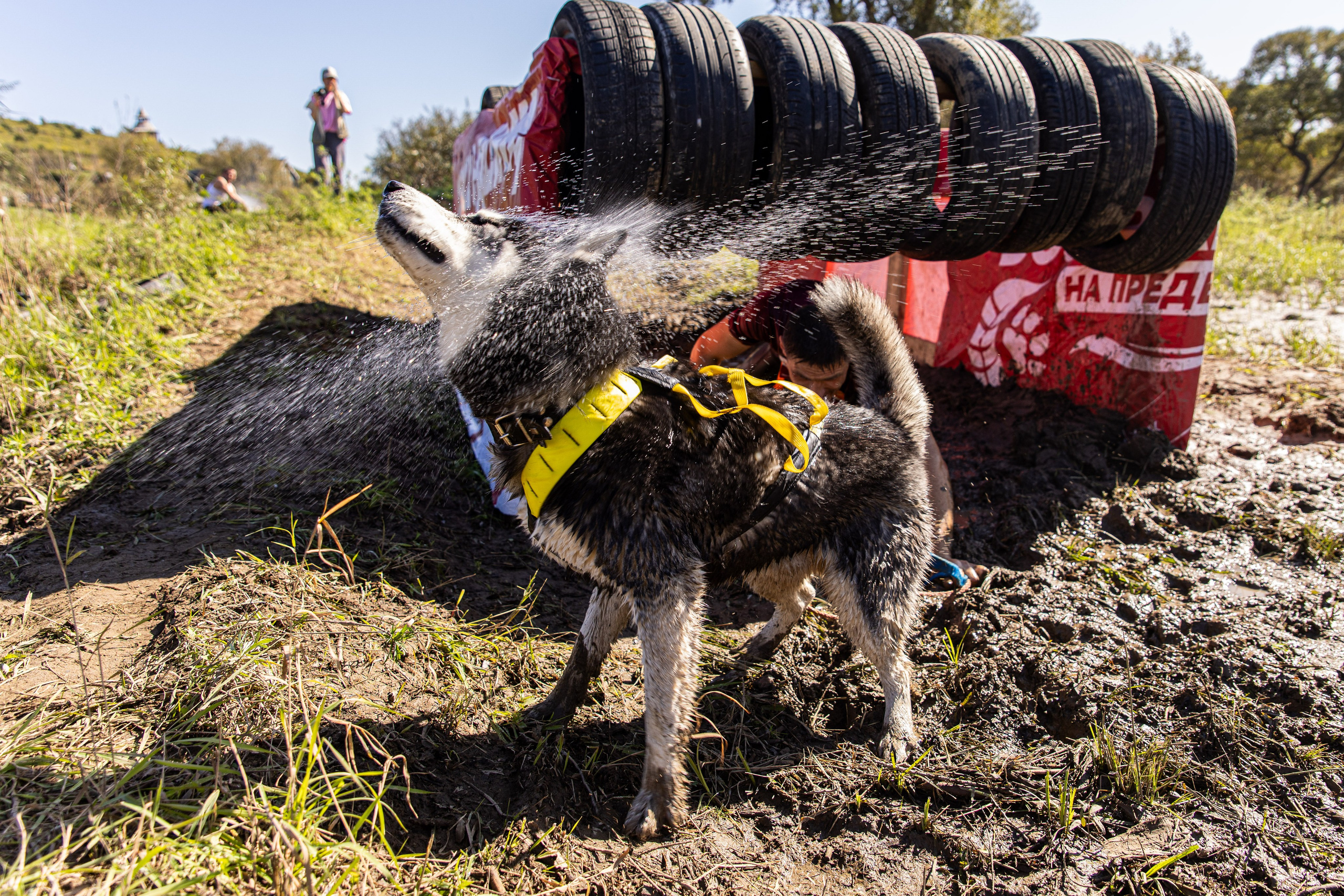 Dogtrail 2023. Уссурийск