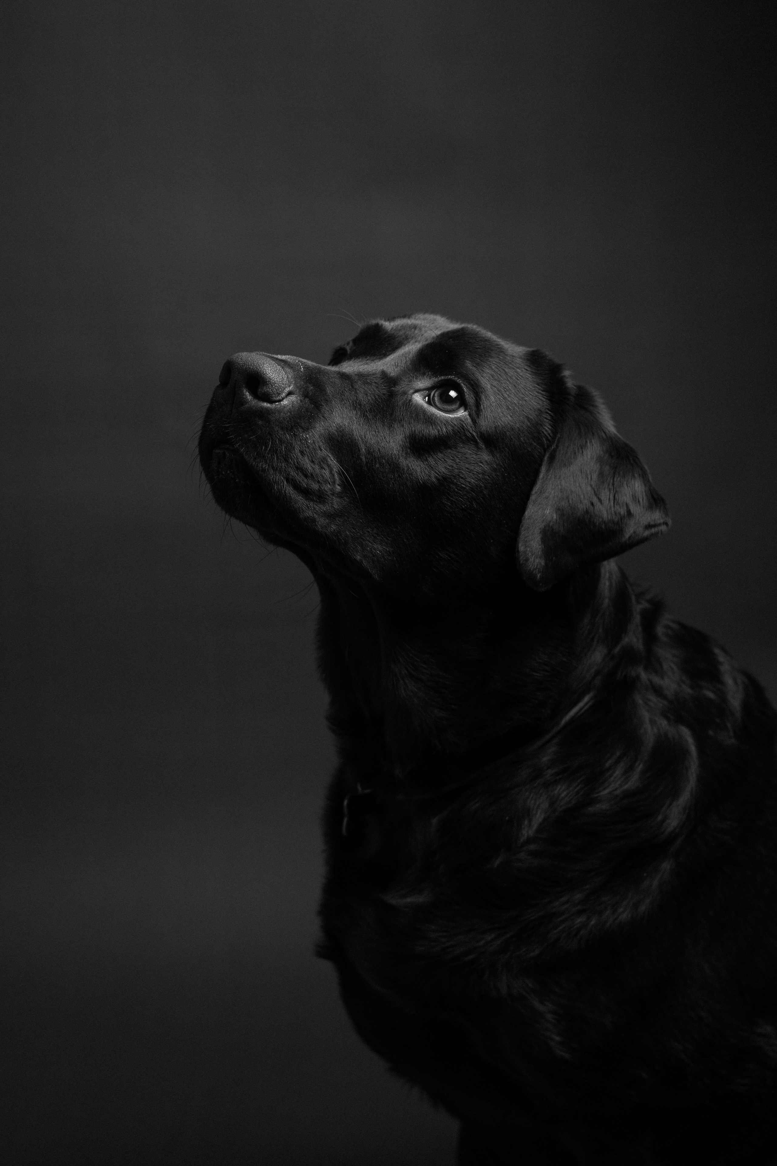 ФОТОСЕССИИ С ЖИВОТНЫМИ. Свадебный фотограф Санкт-Петербург Катерина Ширяева