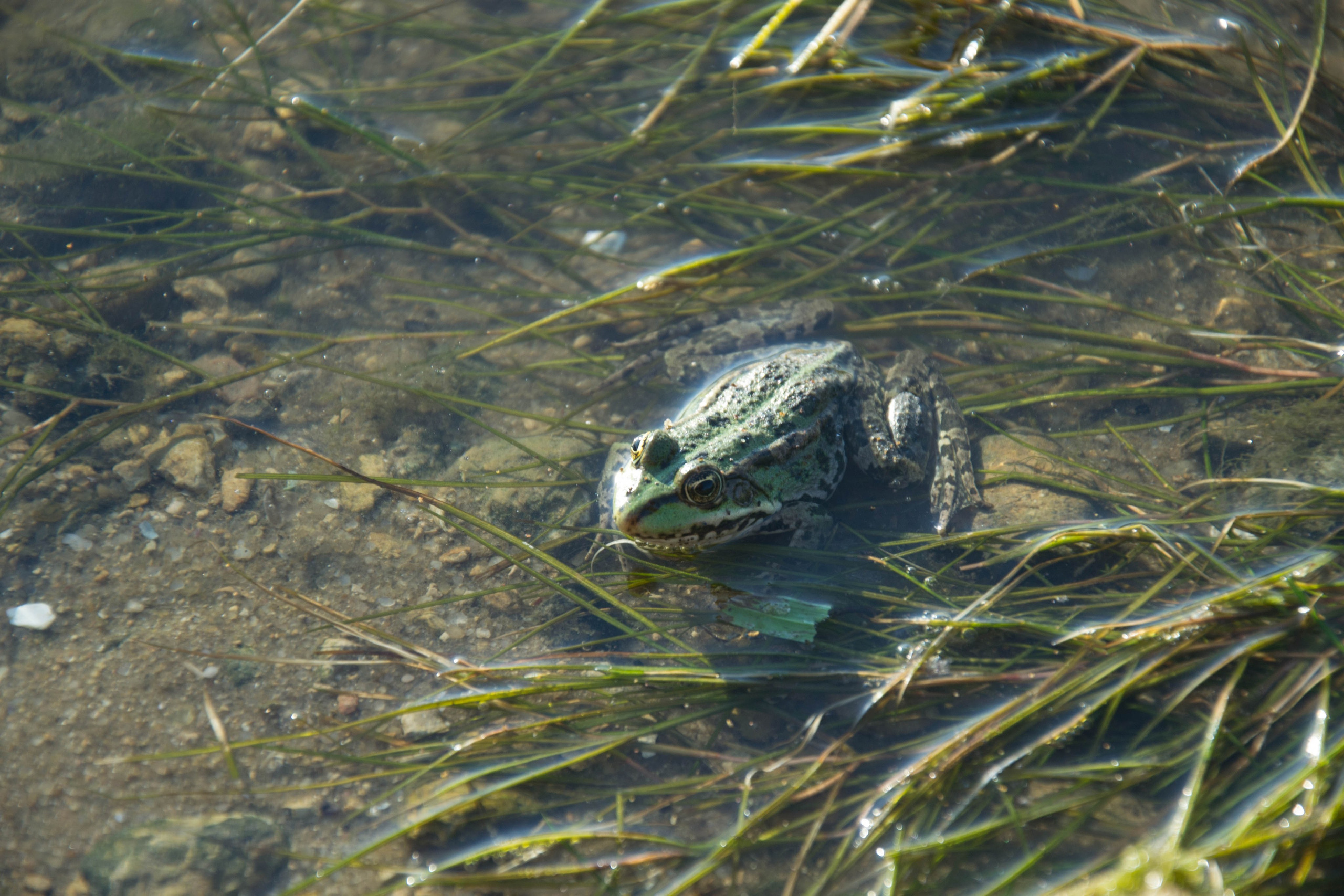 Дон. Главная