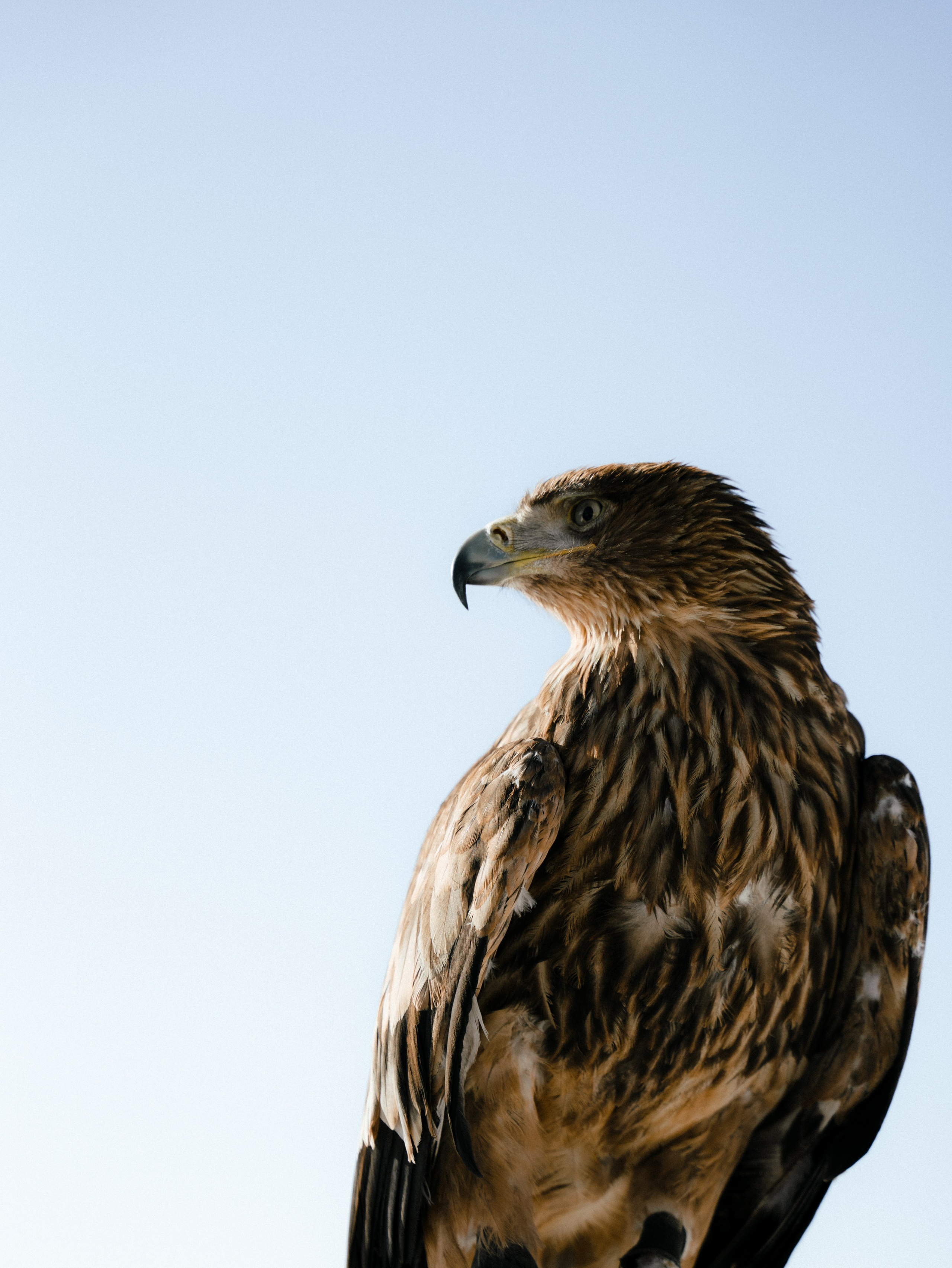 В&А. Свадебный фотограф Ирина Беляева Пятигорск|Кисловодск|Эльбрус|Домбай