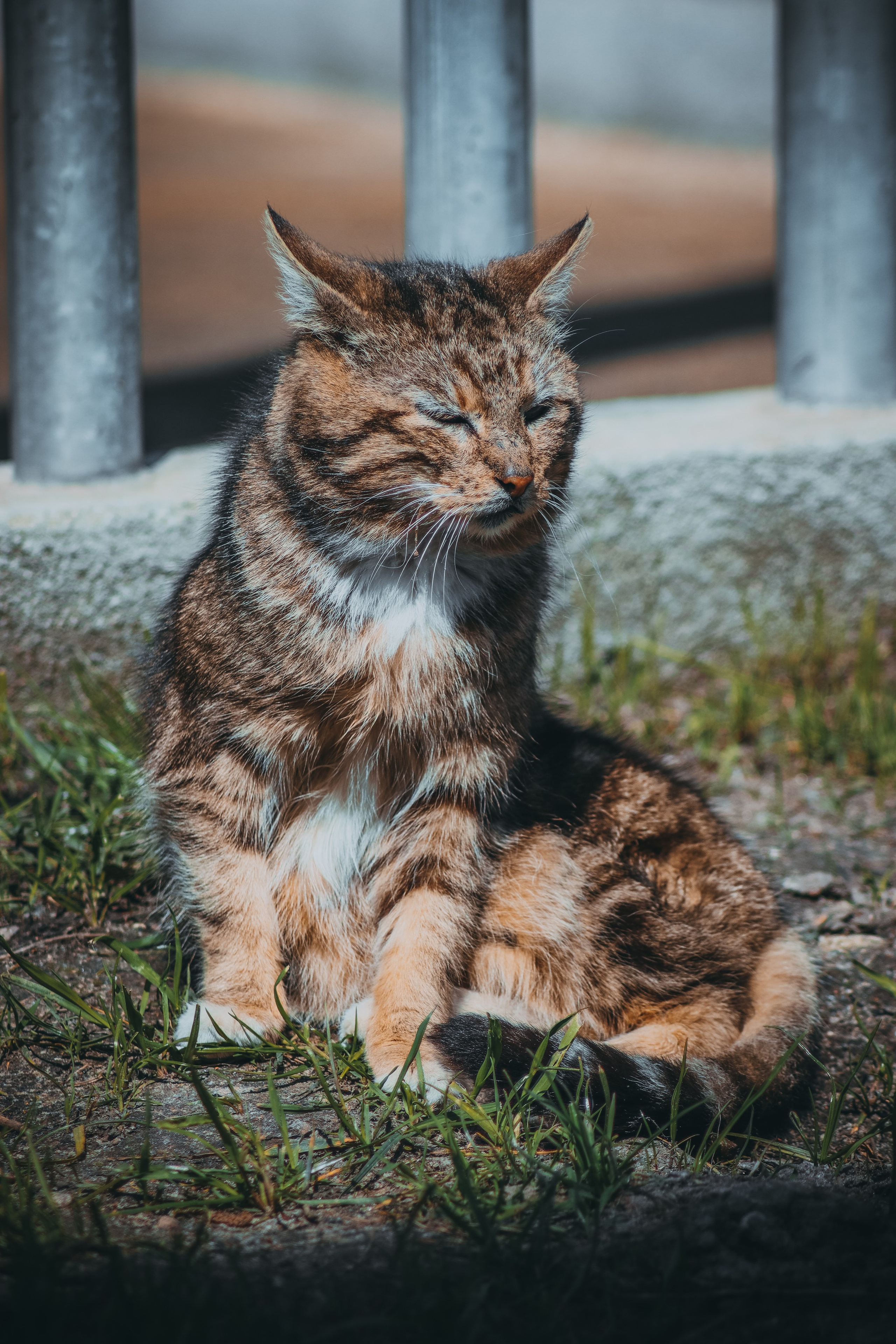 Р А З Н Ы Е — К О Т Ы. — Digital Noise —