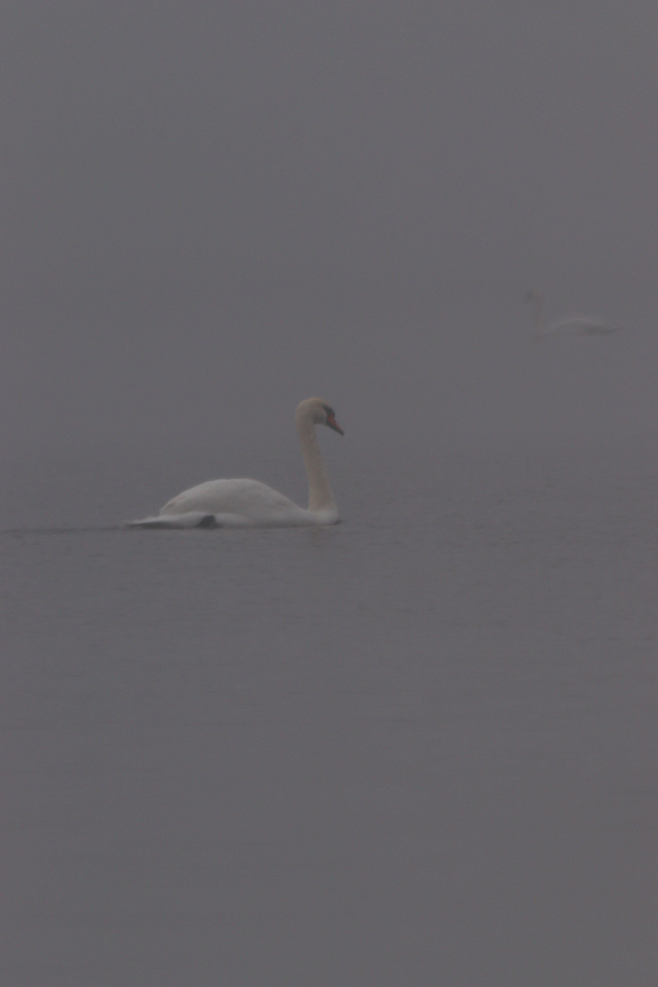 Т У М А Н. — Digital Noise —