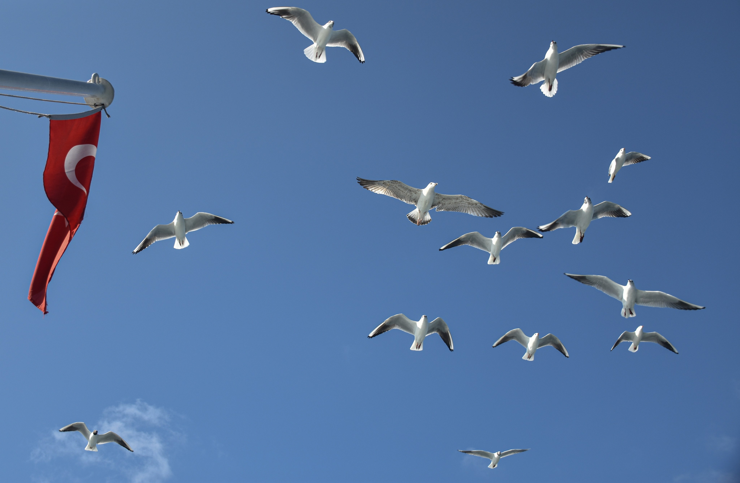 Стамбул — февраль 24. В созвучии с природой. Фотограф Светлана В. Пронина, Москва