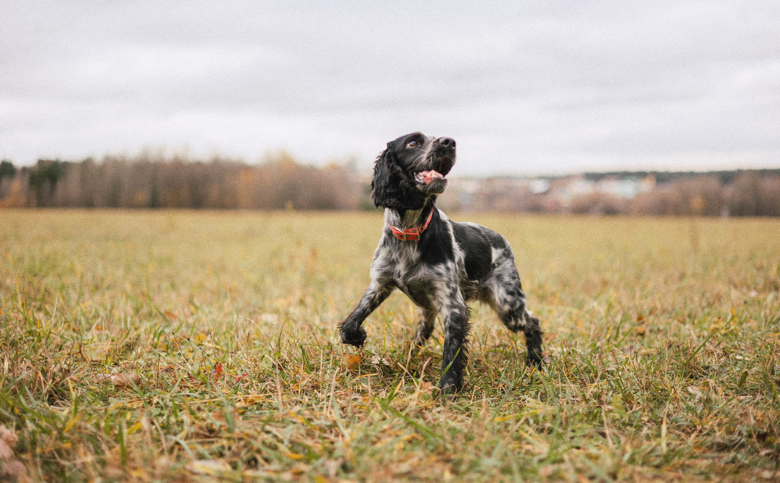 Вика и Ава. Фотограф-анималист Богданова Полина
