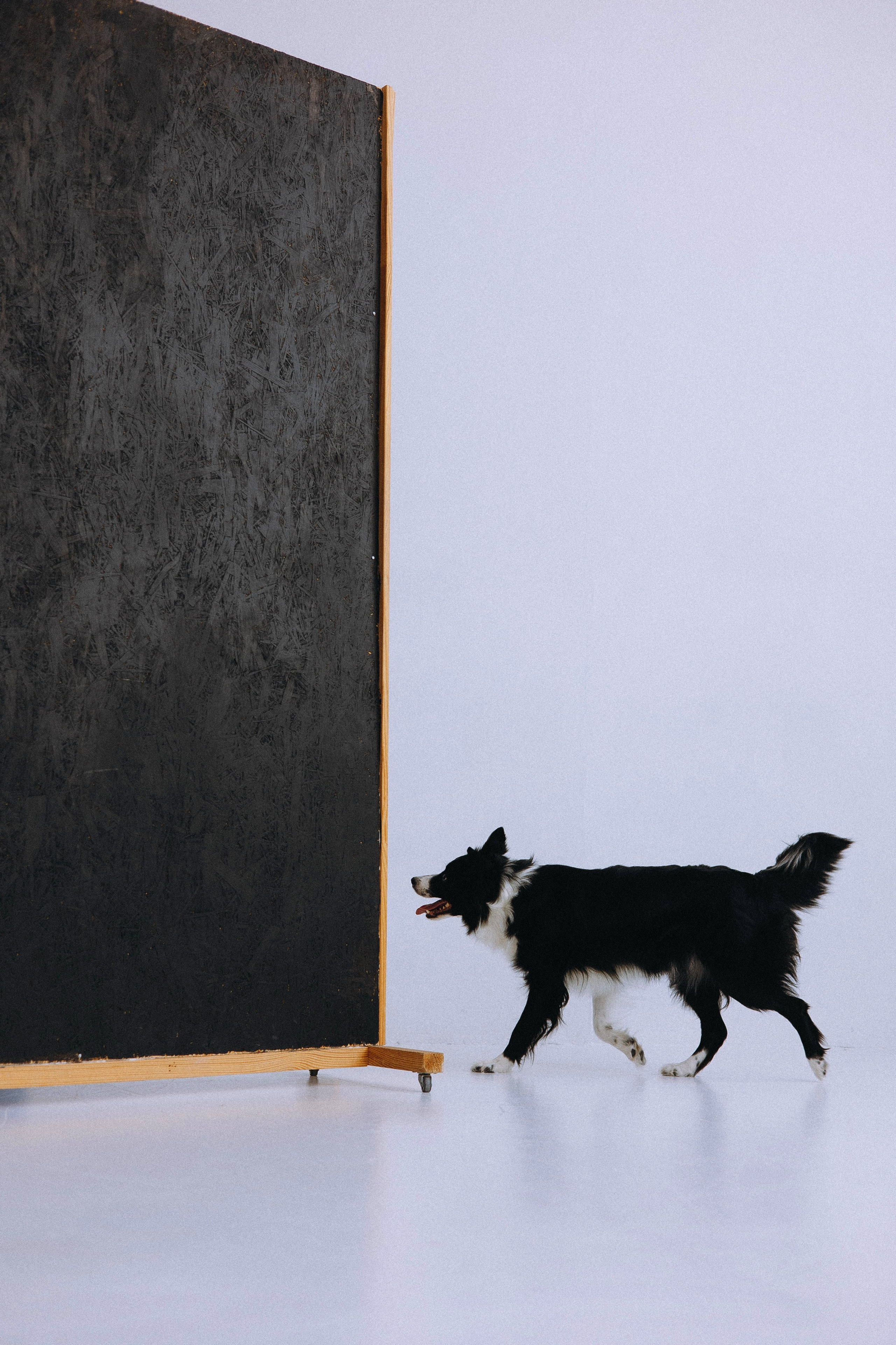 Катя и Райли. Фотограф-анималист Богданова Полина