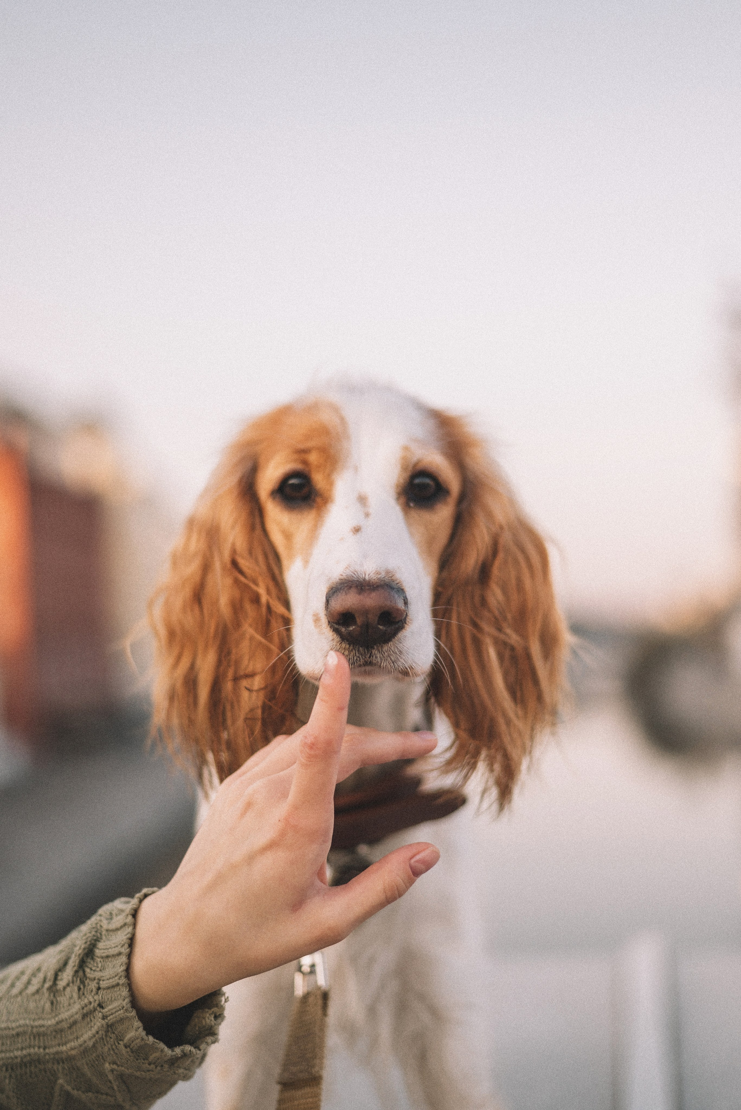 Маша и Вега. Фотограф-анималист Богданова Полина