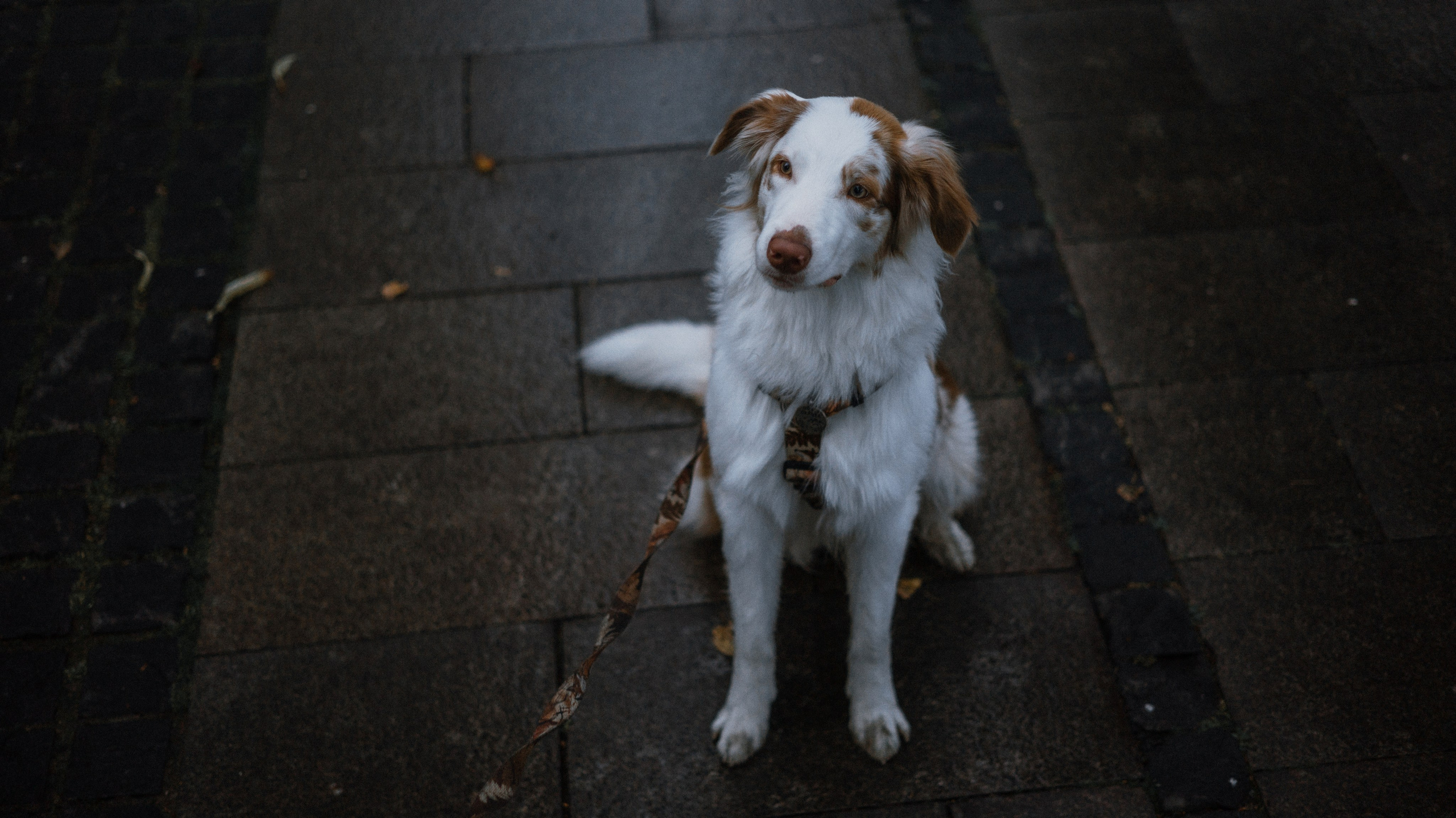 Светлана и Оливия. Фотограф-анималист Богданова Полина