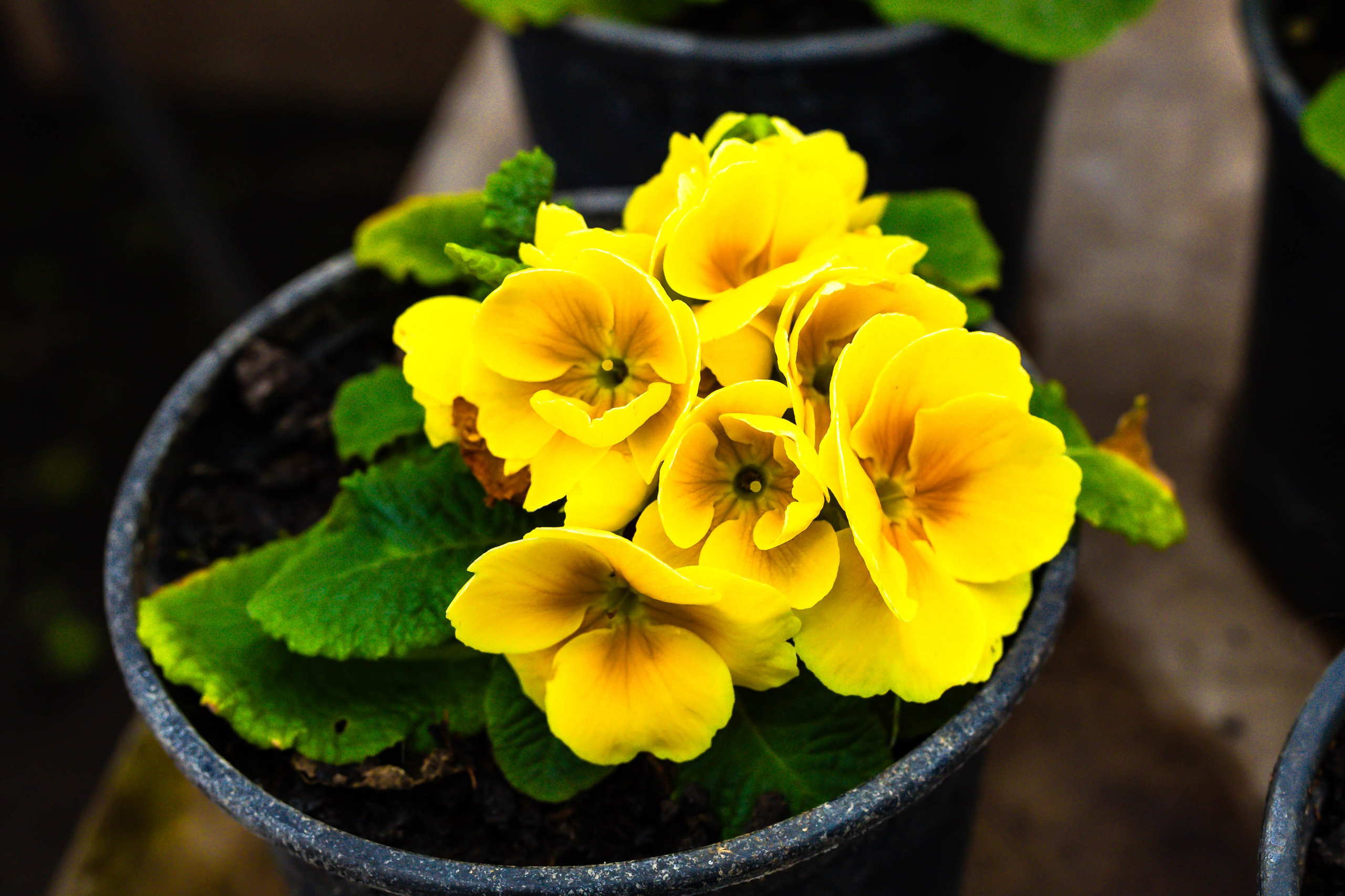 Фотографии природы Липецка. Свадебный и семейный фотограф Виолетта в Липецке