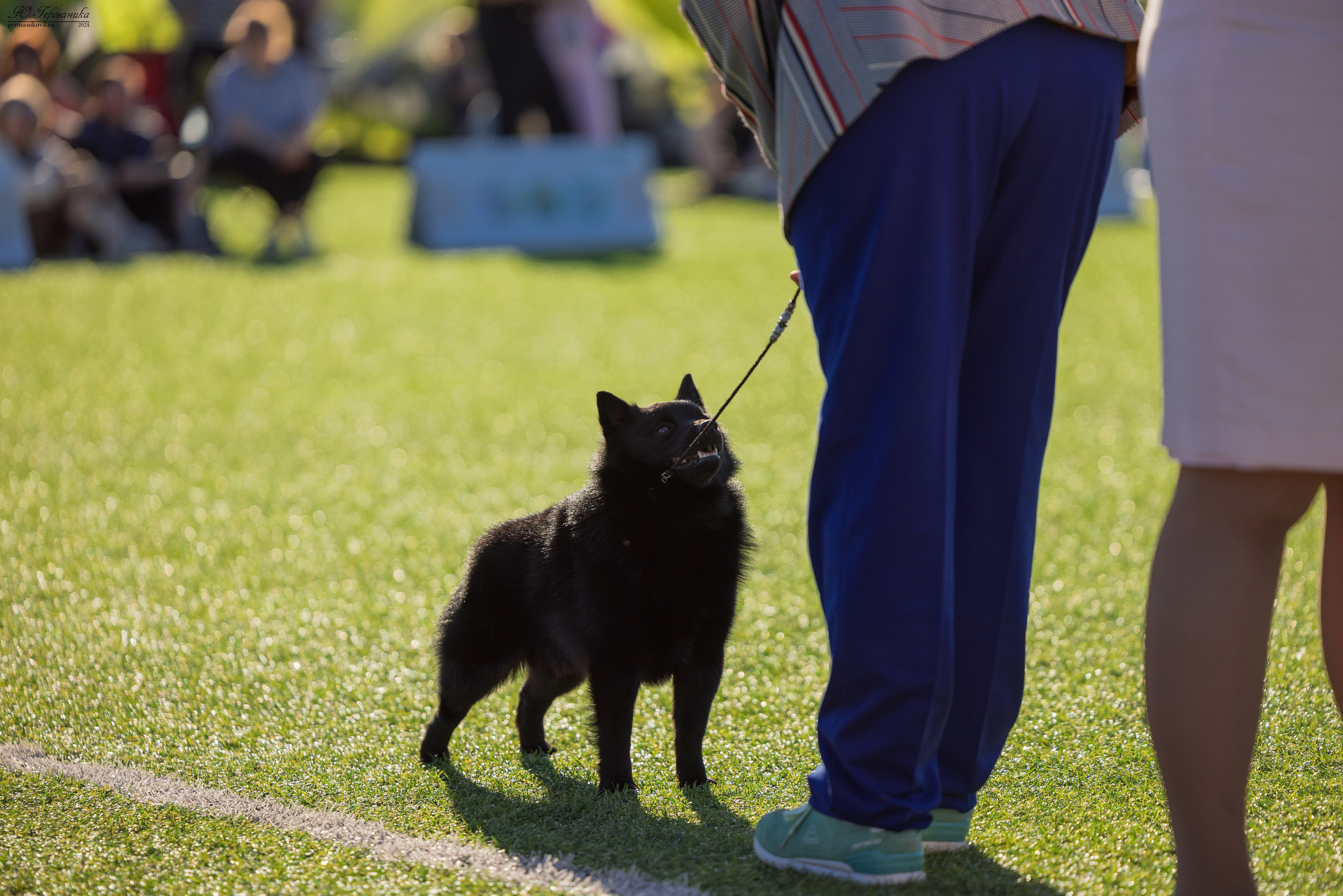 Суздаль 18-19.05.2024. Фотограф-анималист Юлия Германика