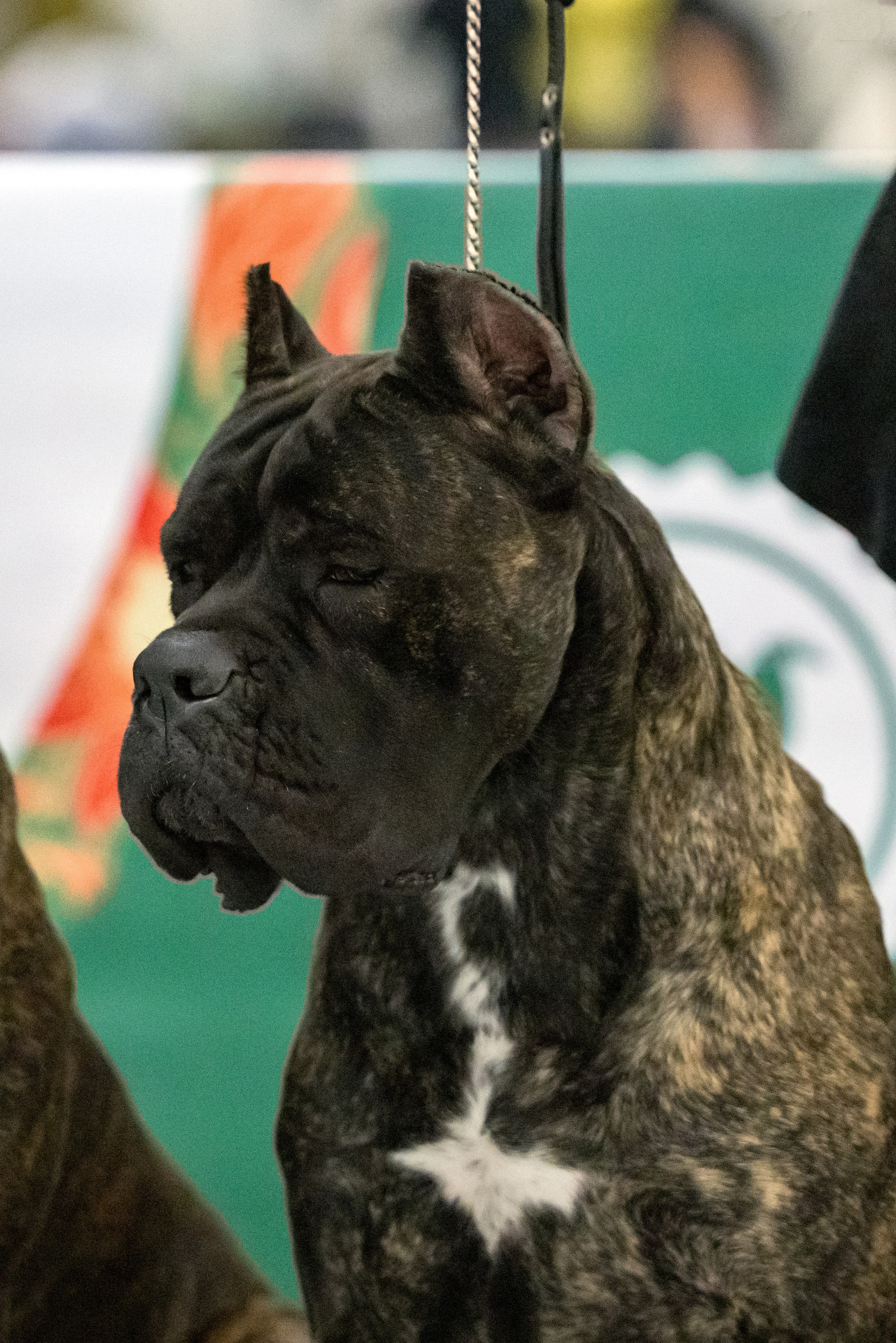 ЕВРАЗИЯ 18-19.11.2023. Фотограф-анималист Юлия Германика