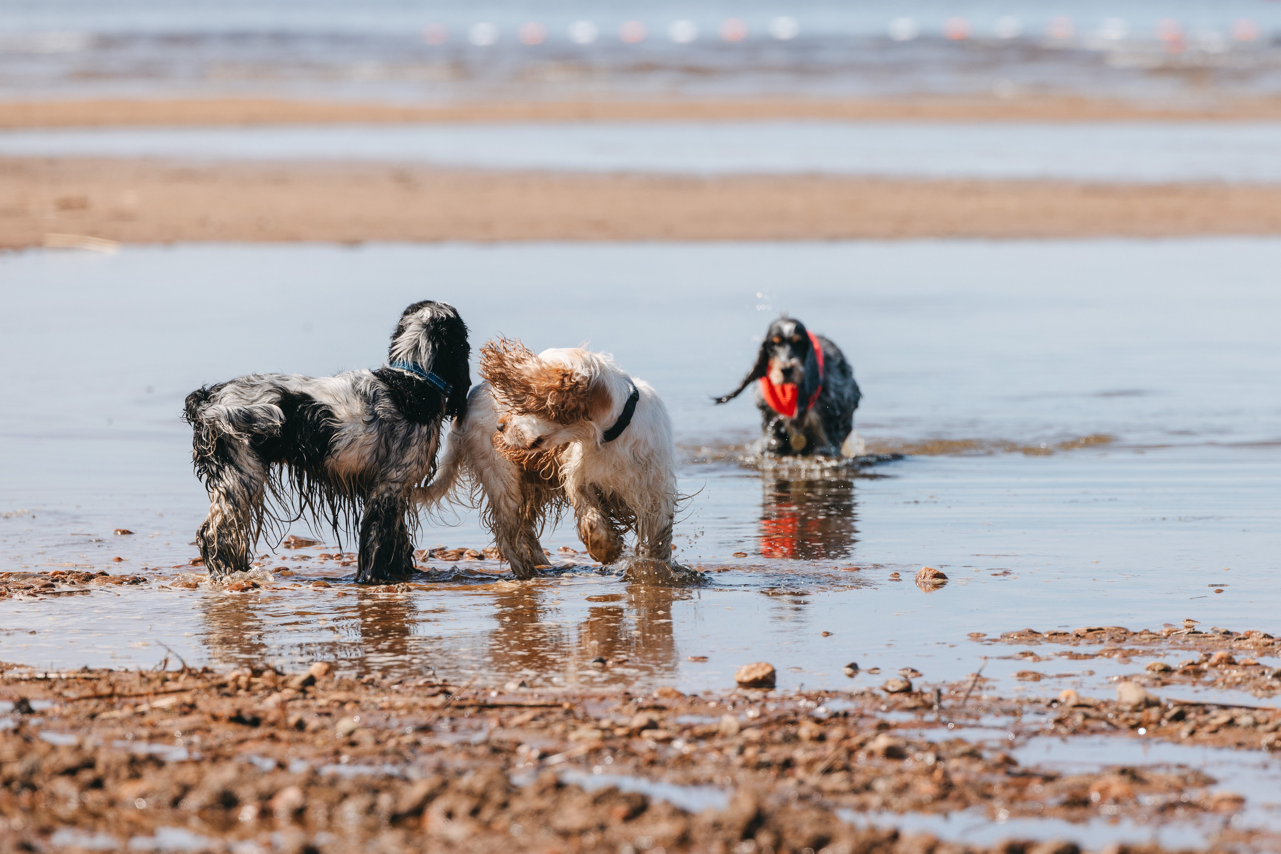Спанимания. Фотограф анималист Осипчикова Мария
