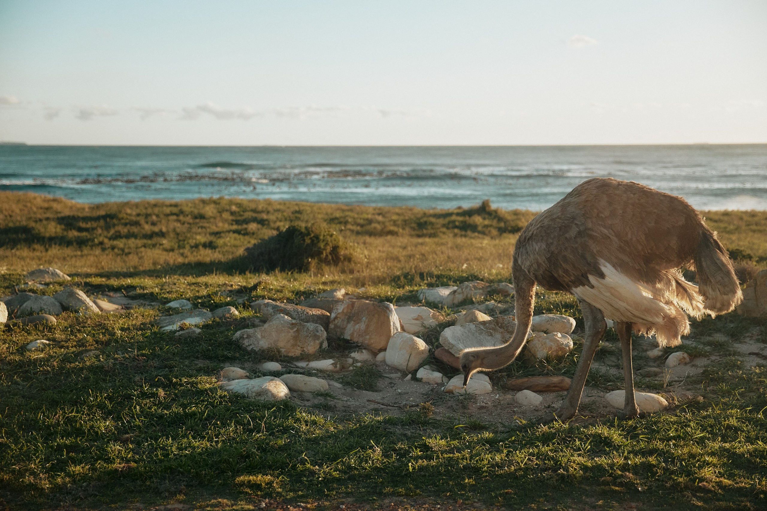 SOUTH AFRICA EMBA 38. Дмитрий Мазуркевич: Профессиональный Репортажный Фотограф