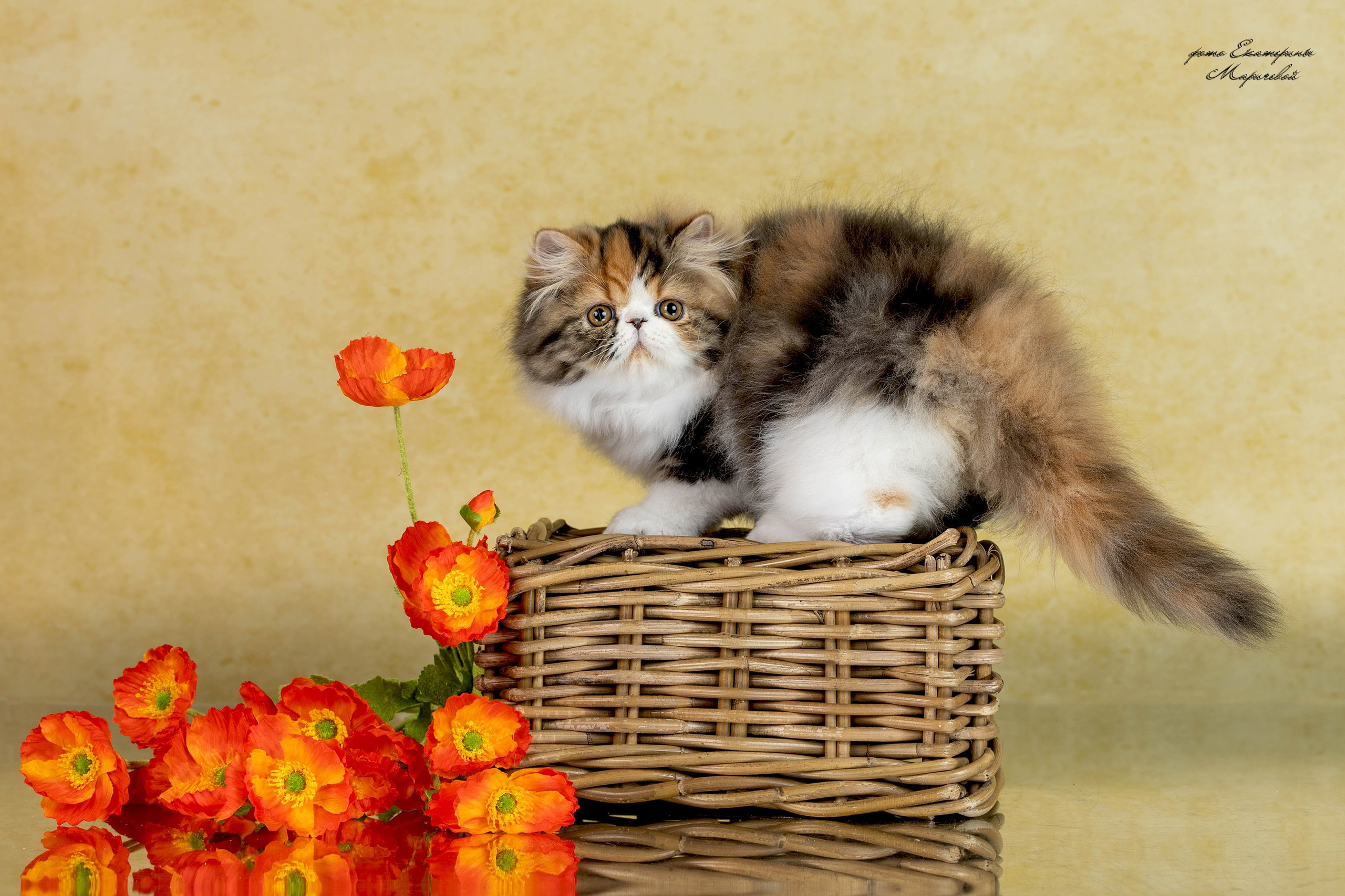 Стендовая съёмка на выставках кошек. Фотограф-анималист в Омске Екатерина Маричева